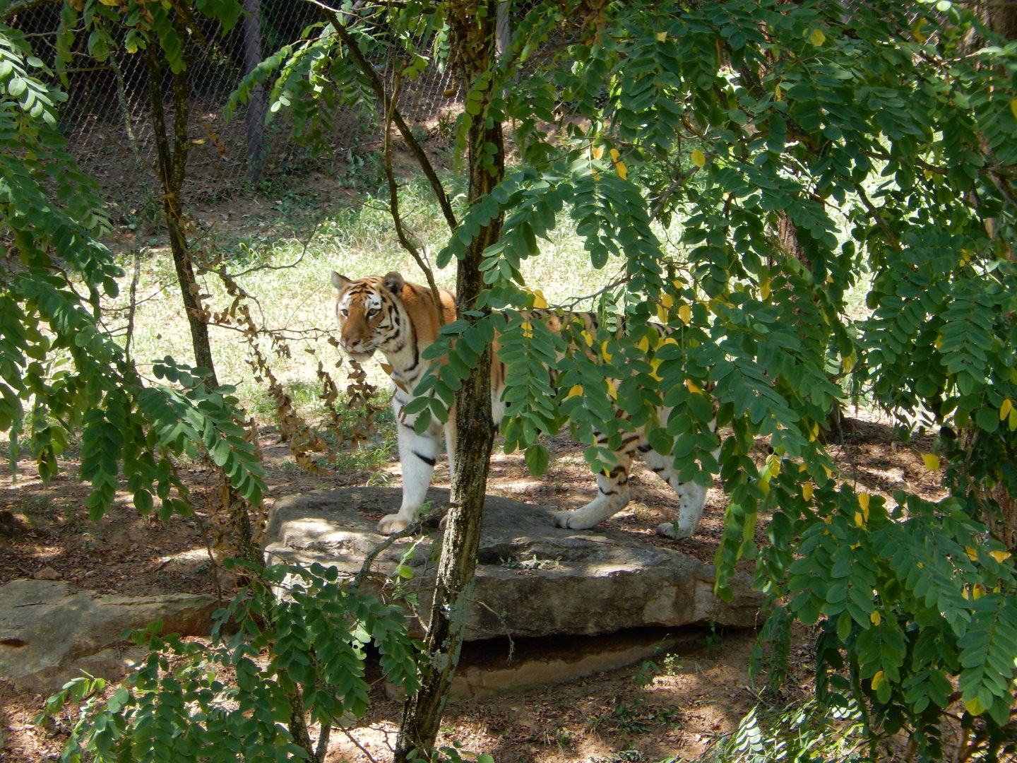 8/4/2017 - Amur Tiger