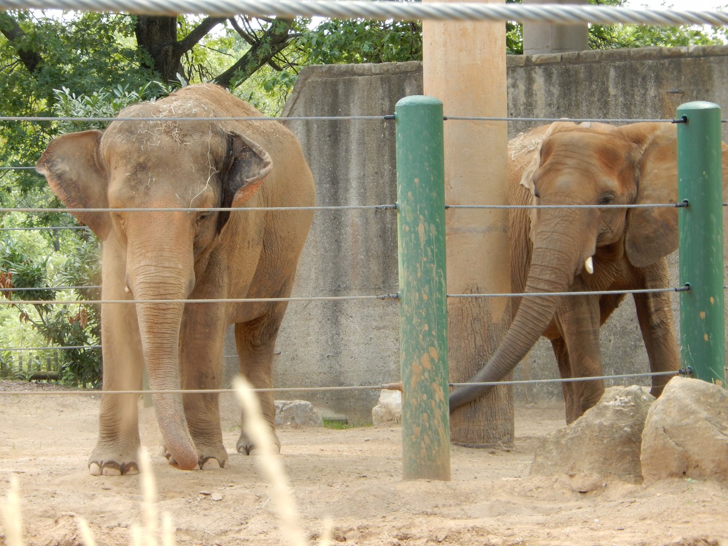 8/4/2017 - Asian and African Elephant