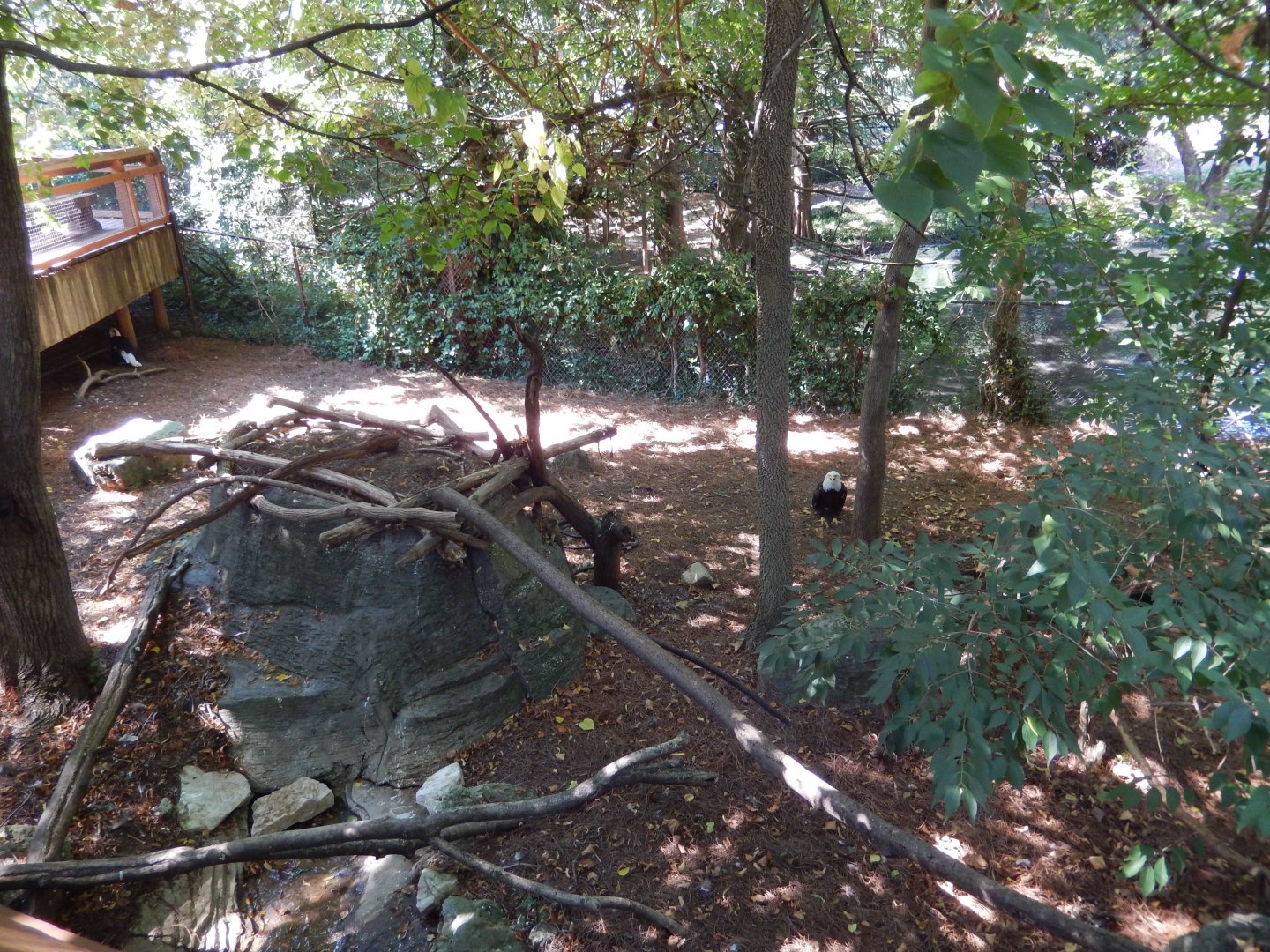 8/4/2017 - Bald Eagle Exhibit