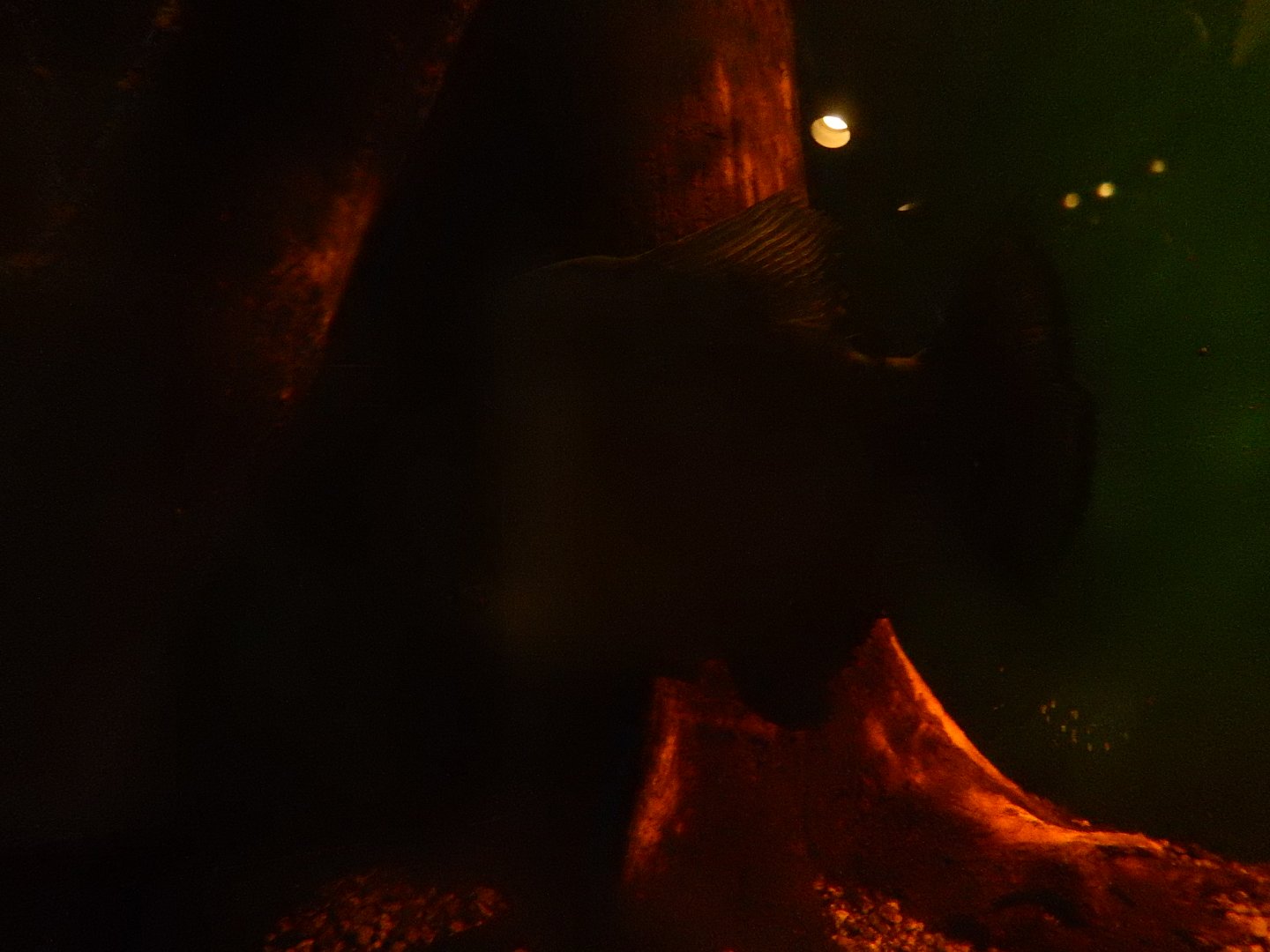 8/4/2017 - Black Piranha