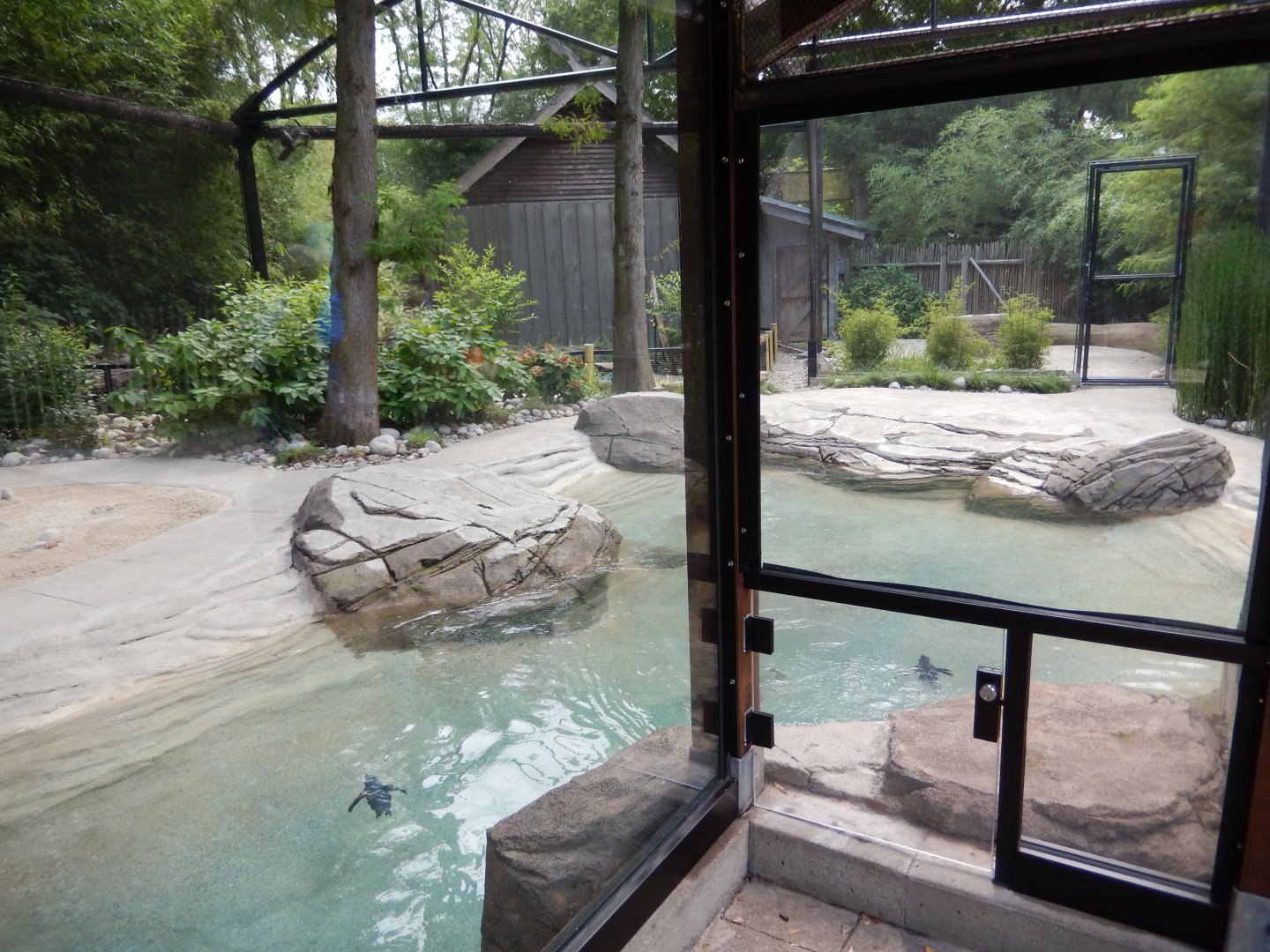 8/4/2017 - Blue Penguin Habitat