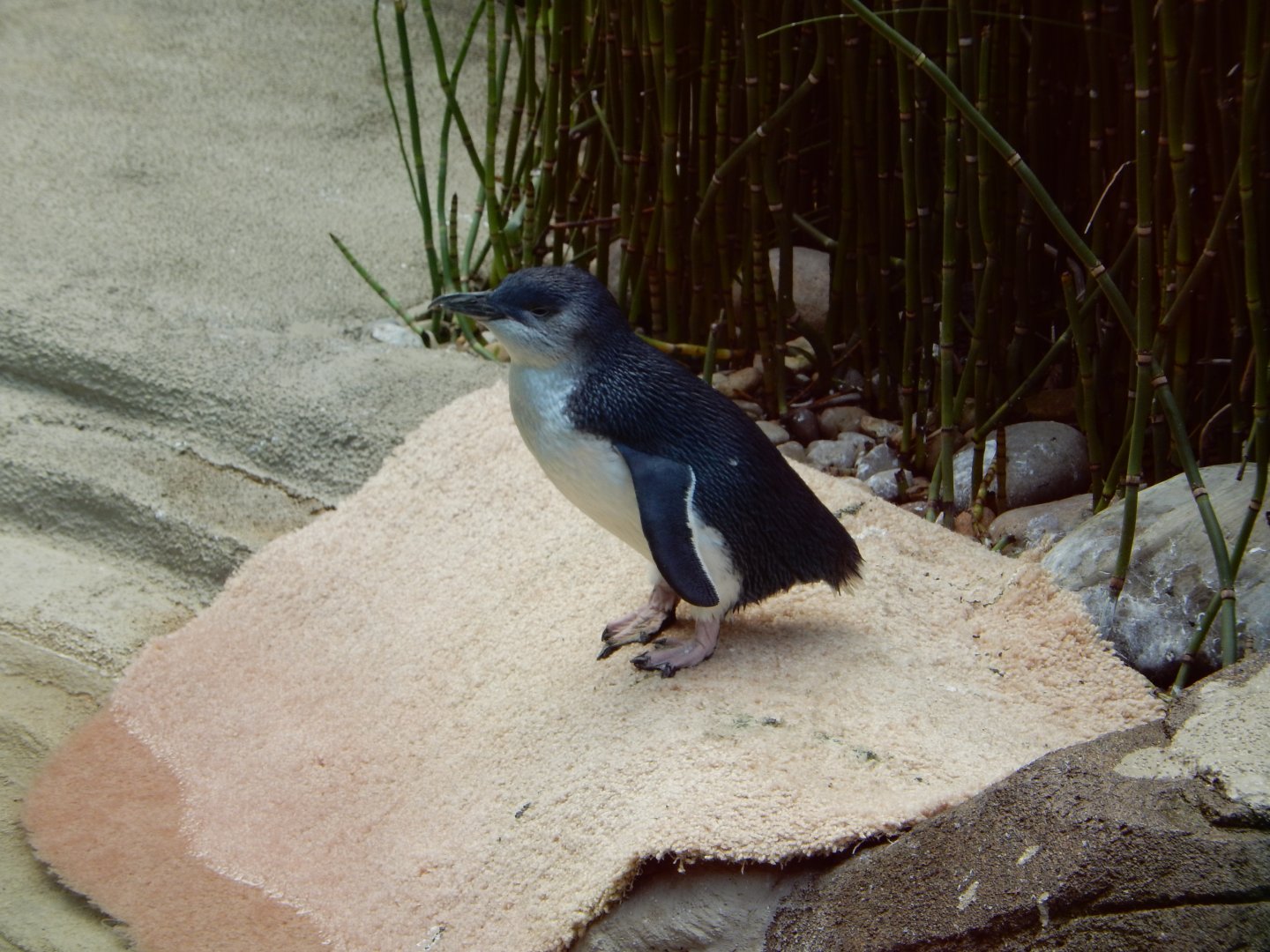 8/4/2017 - Blue Penguin