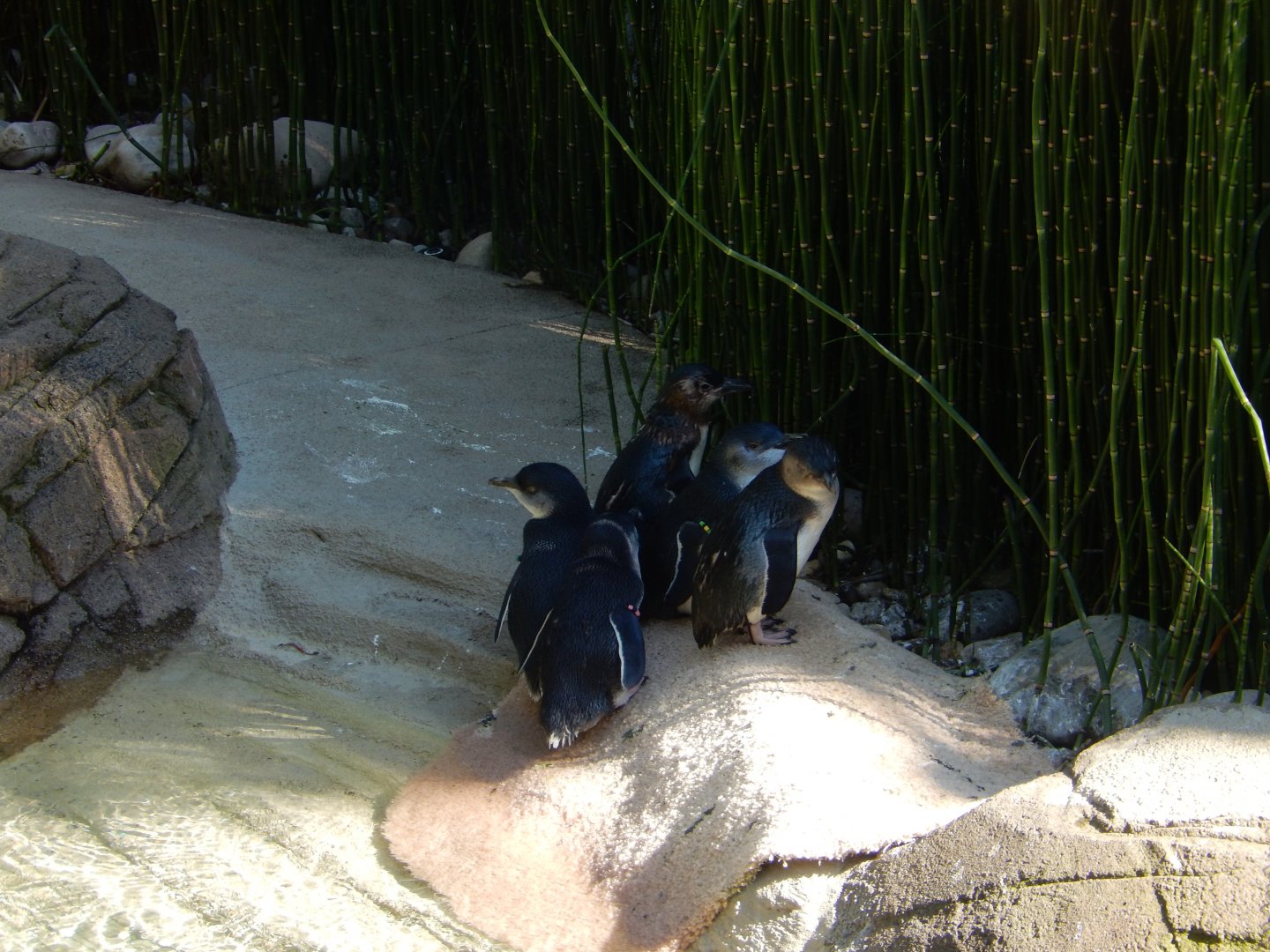 8/4/2017 - Blue Penguins