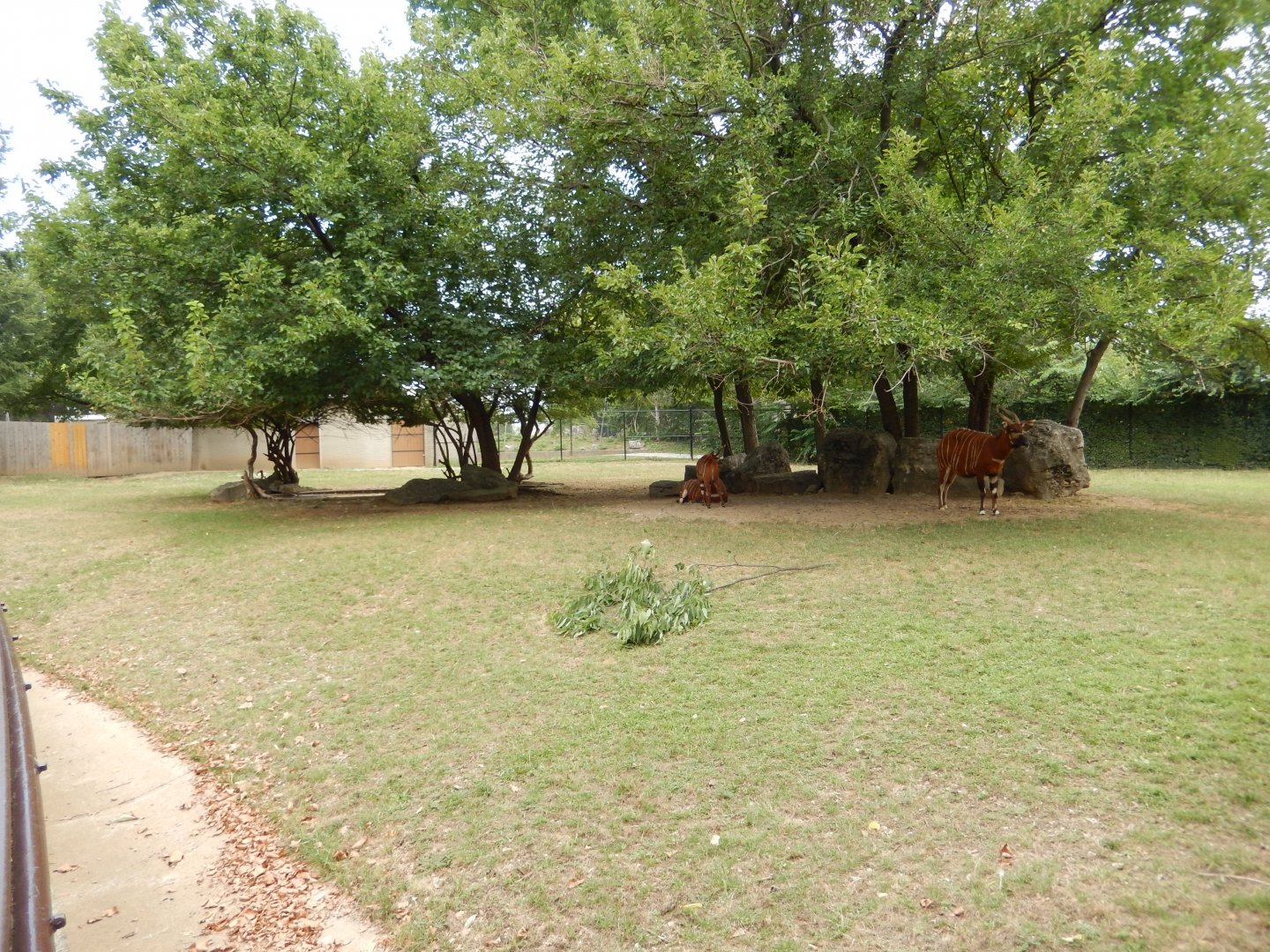 8/4/2017 - Bongo Paddock