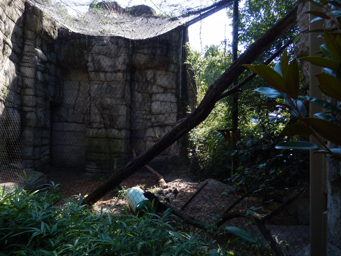 8/4/2017 - Canada Lynx Cage
