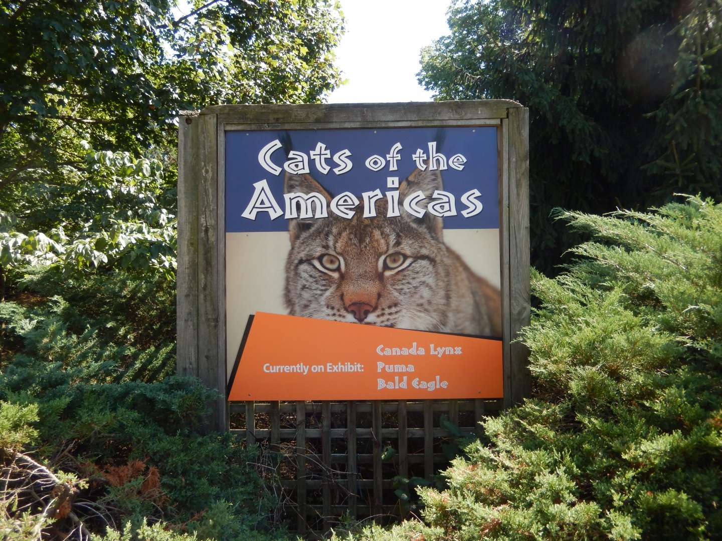 8/4/2017 - Cats of the Americas Sign