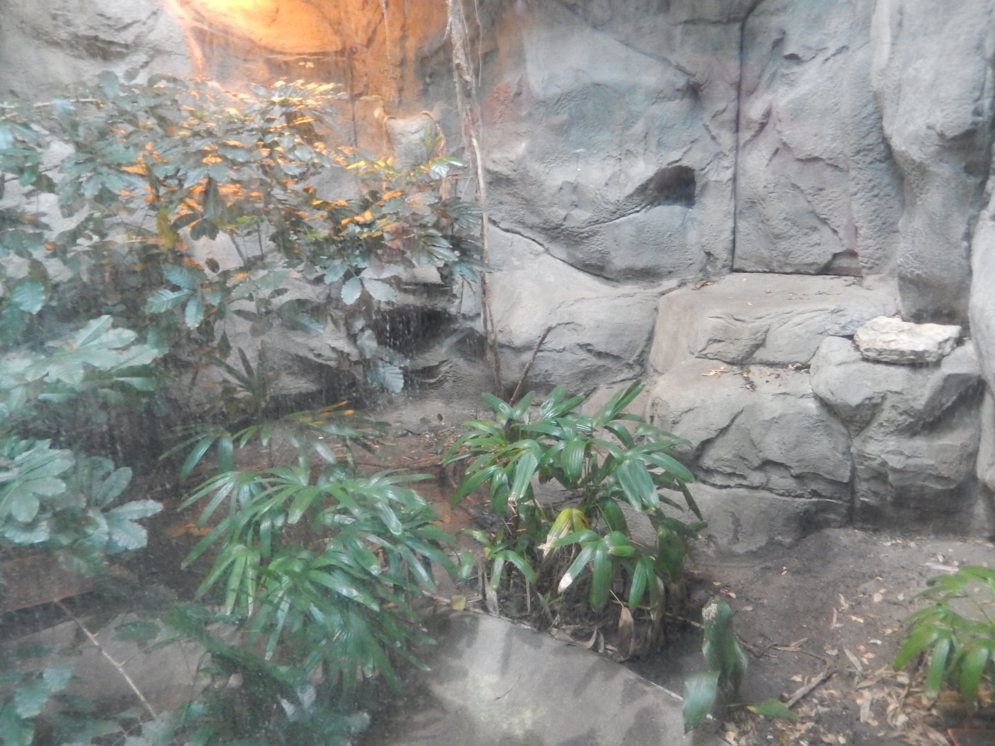 8/4/2017 - Chinese Alligator Habitat