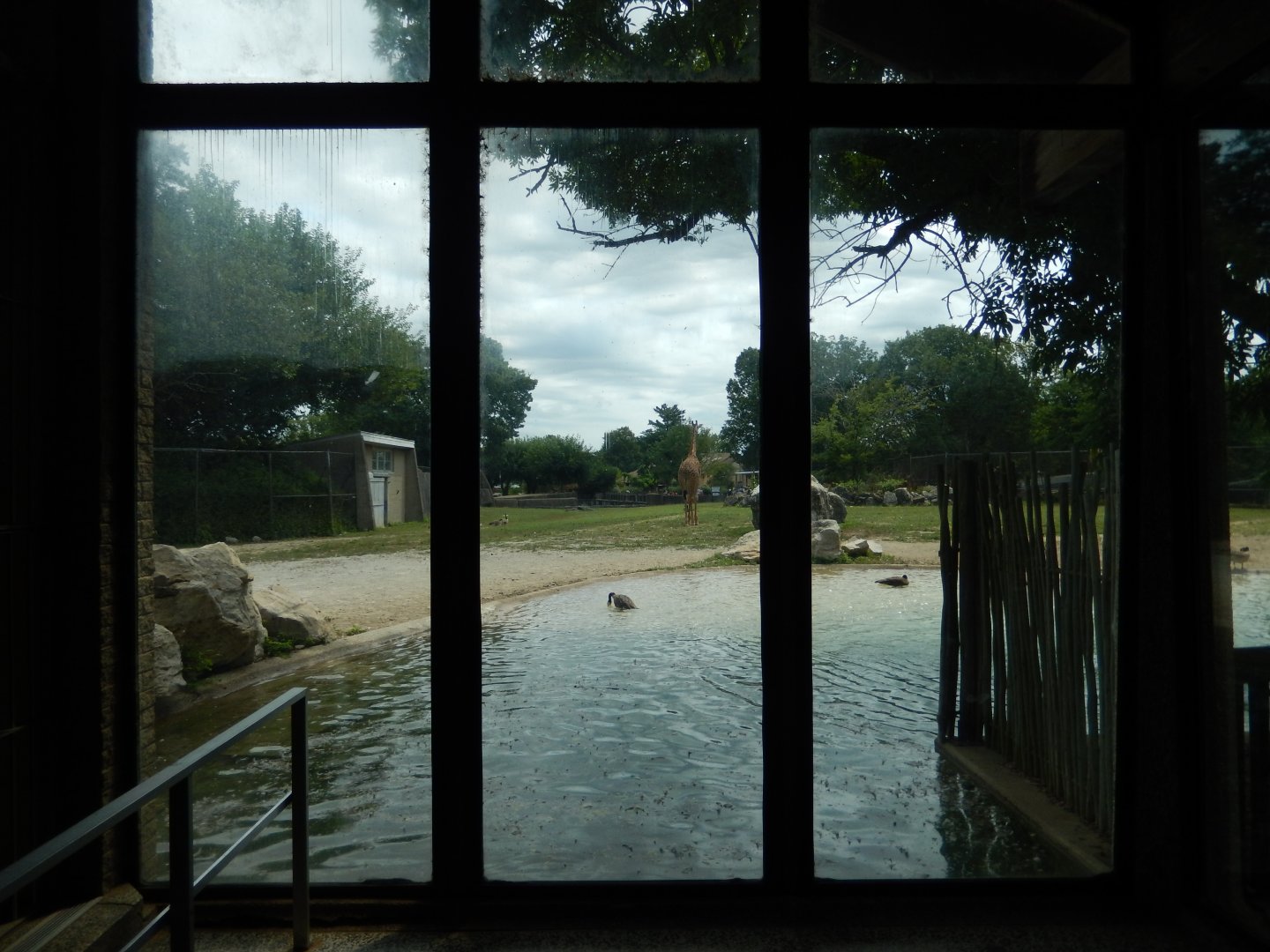 8/4/2017 - Giraffe Exhibit Viewing Window