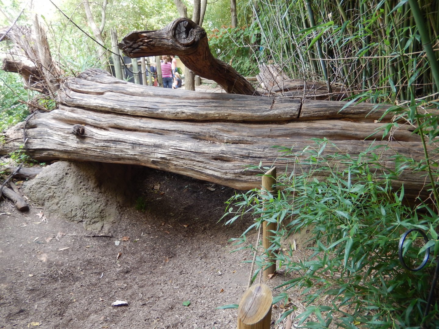 8/4/2017 - Gorilla Forest - Hippo Trail