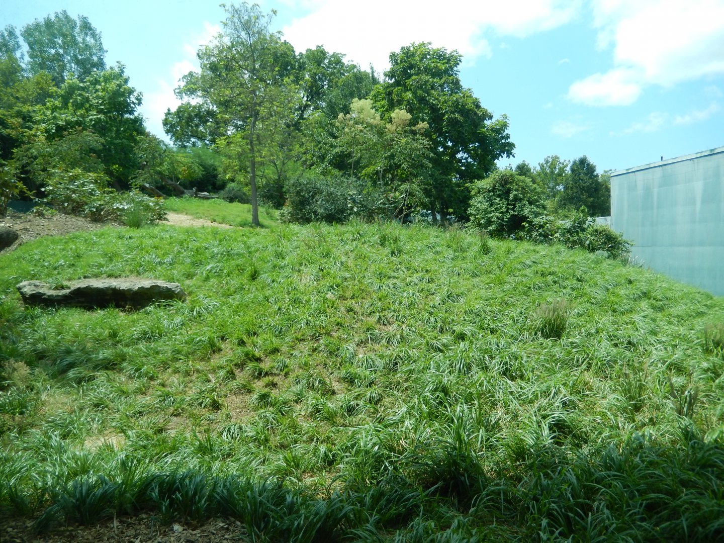 8/4/2017 - Gorilla Habitat #1