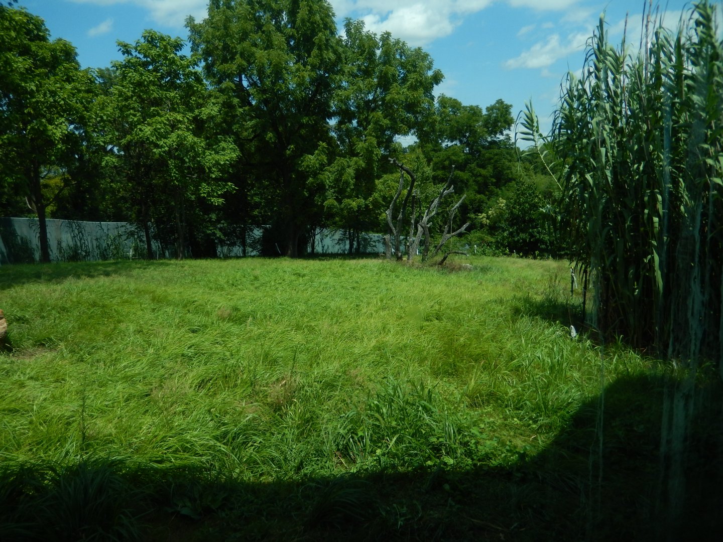 8/4/2017 - Gorilla Habitat #2