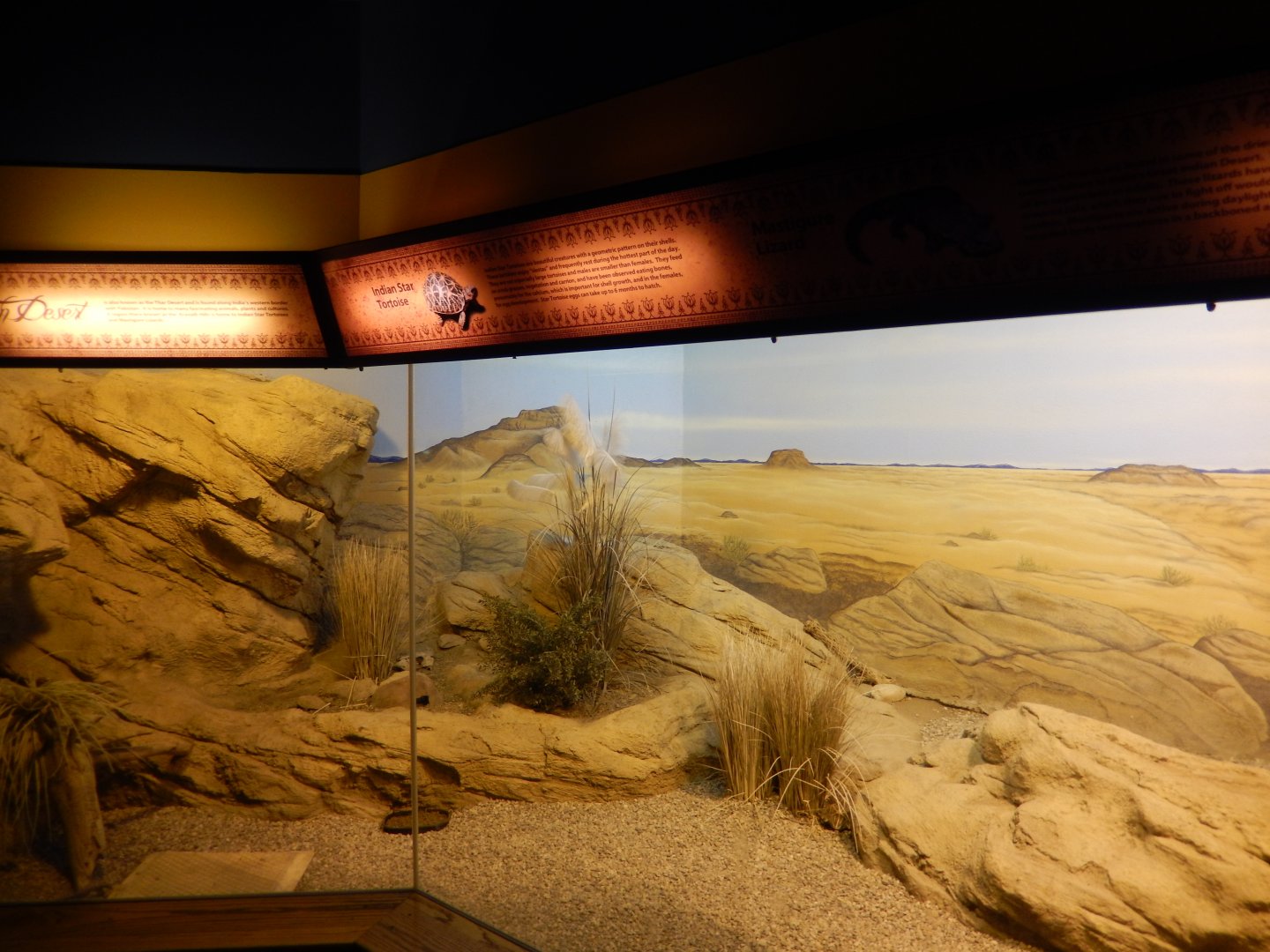 8/4/2017 - Indian Desert Habitat