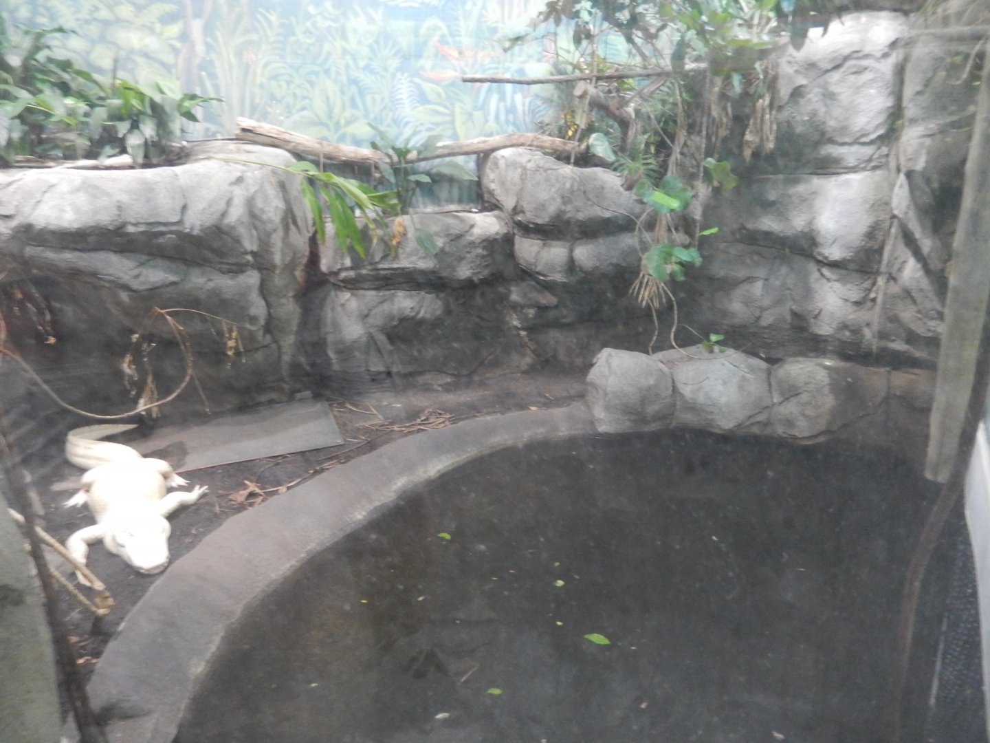 8/4/2017 - King Louie's "Kingdom"