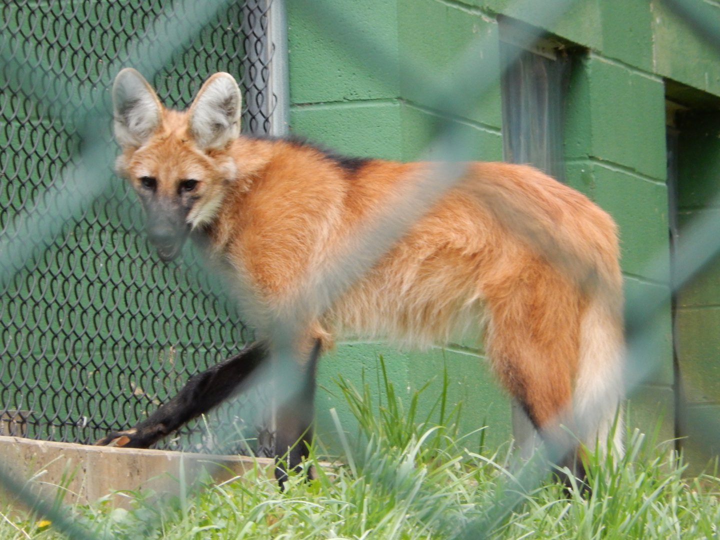 8/4/2017 - Maned Wolf