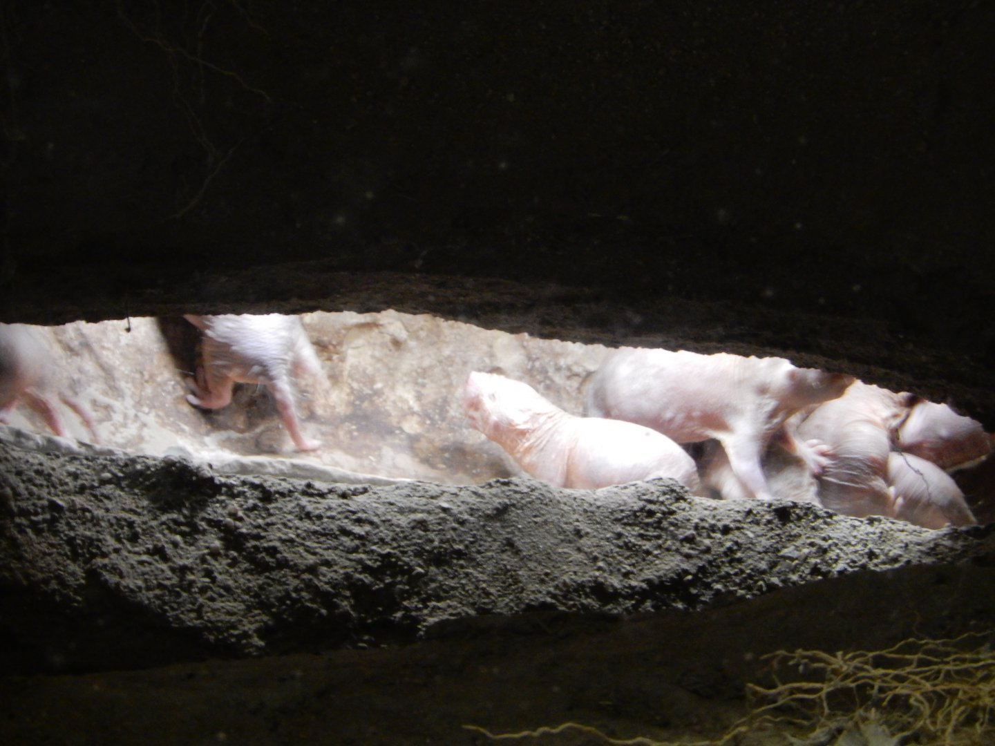 8/4/2017 - Naked Mole Rats