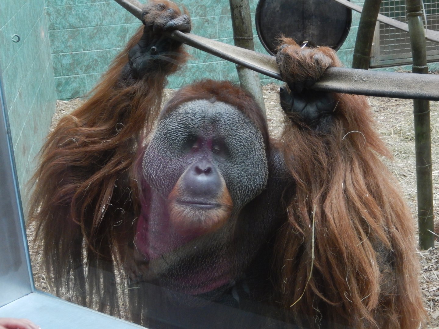 8/4/2017 - Orangutan