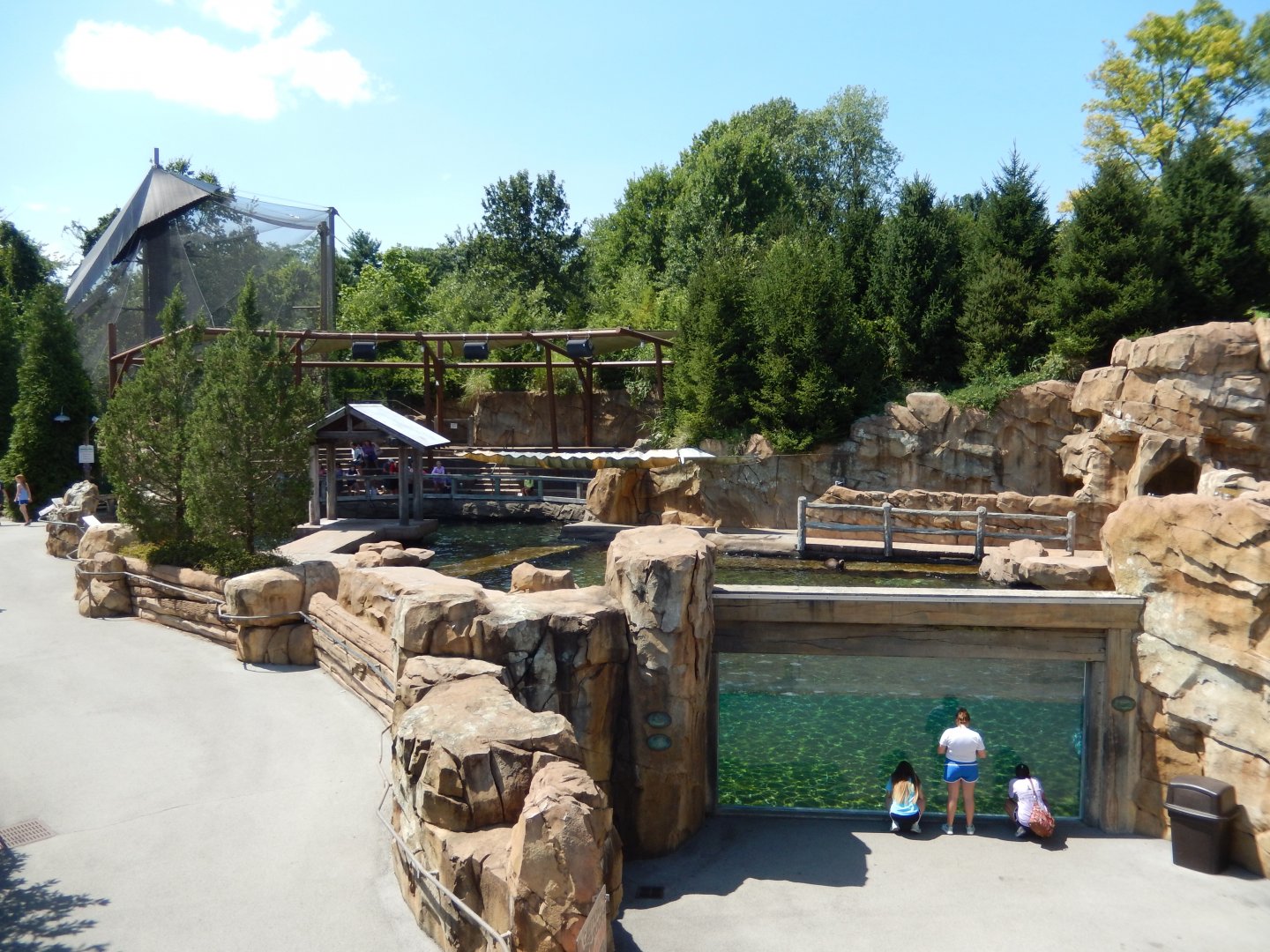 8/4/2017 - Pinniped Pool Overview