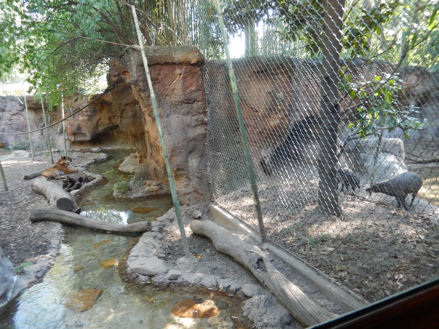 8/4/2017 - Predator and Prey