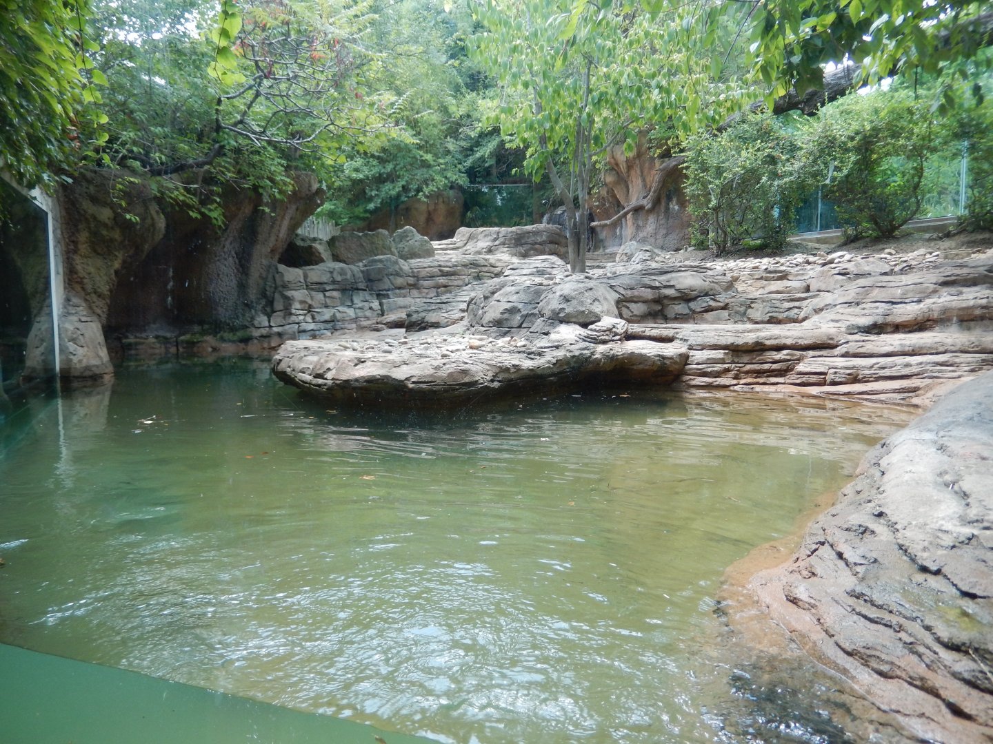 8/4/2017 - Pygmy Hippo Habitat