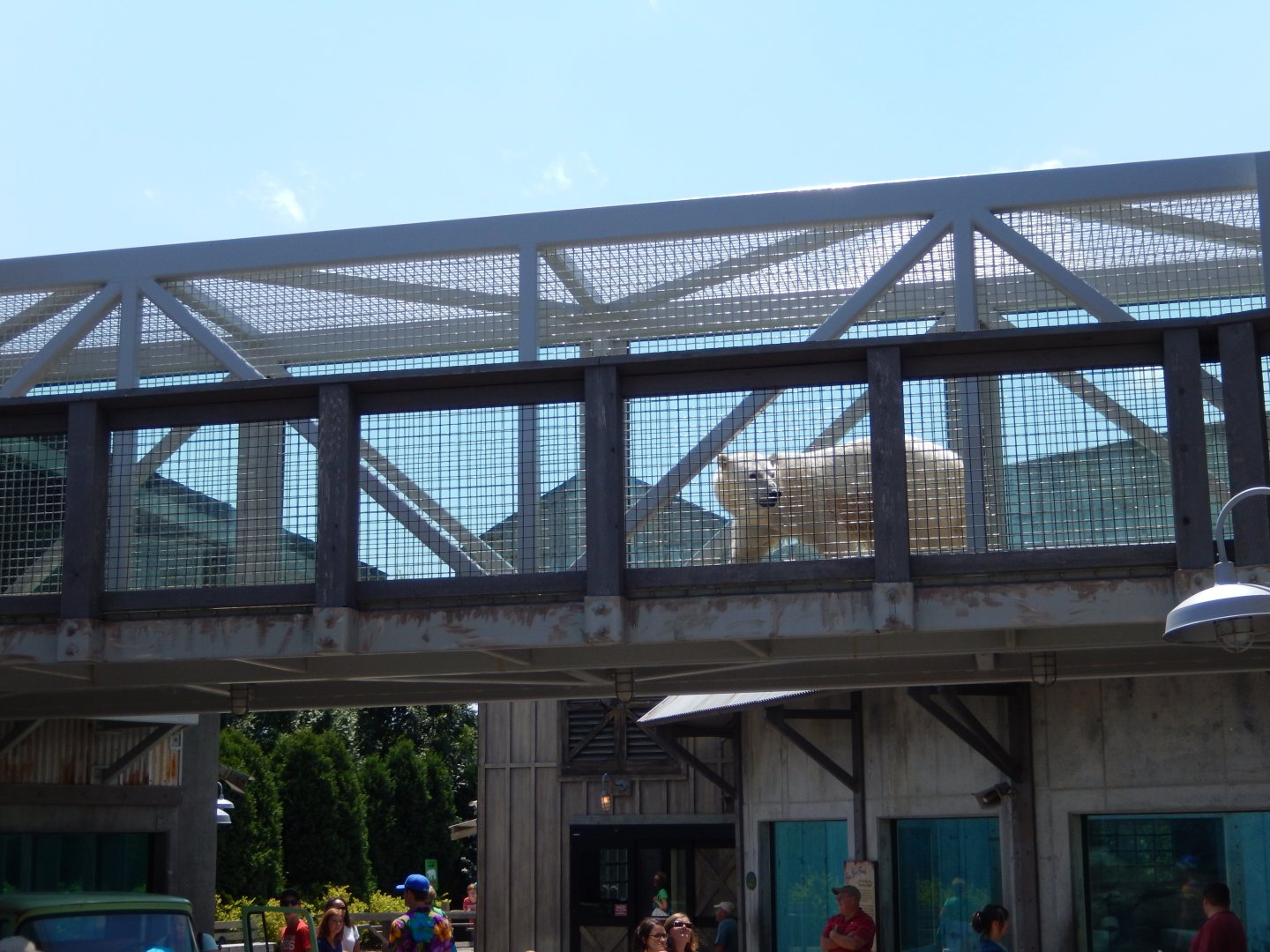 8/4/2017 - Qannik Strolls Over Town