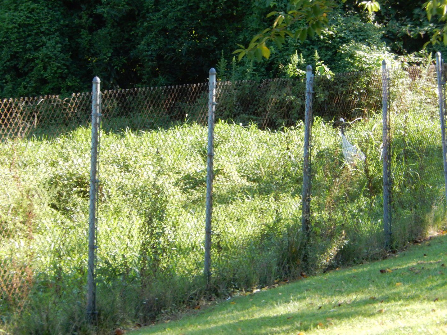 8/4/2017 - Red Crowned Crane Exhibit