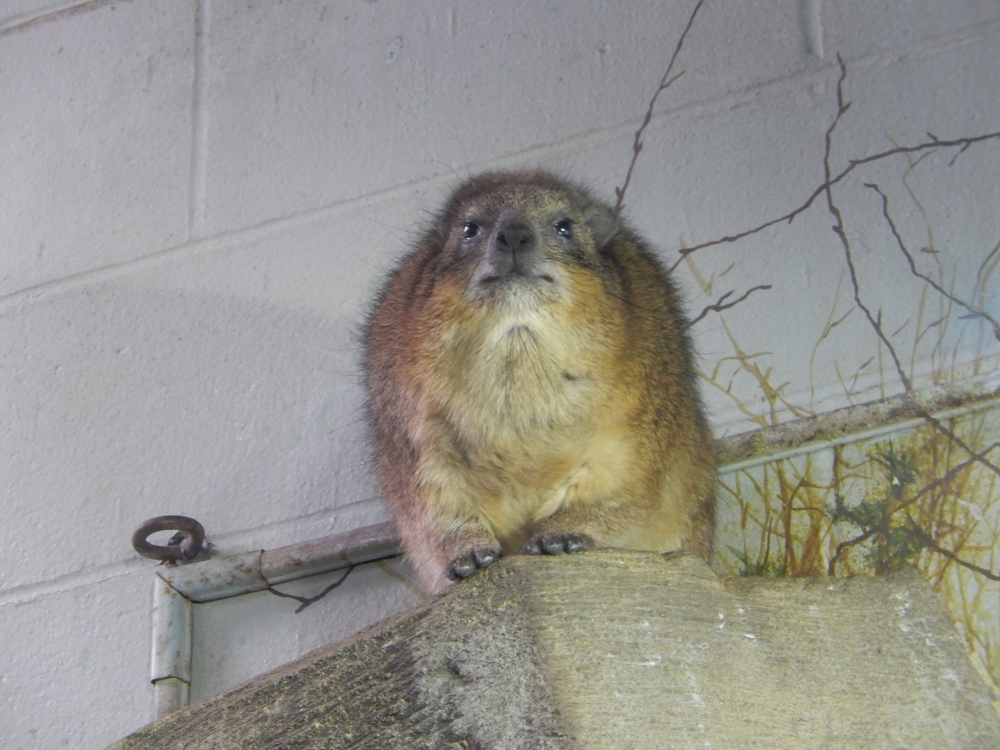 8/4/2017 - Rock Hyrax