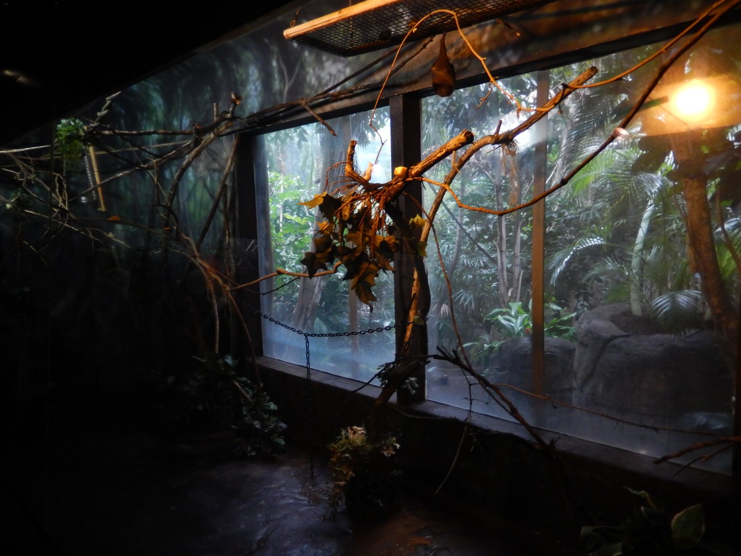 8/4/2017 - Rodrigues Fruit Bat Exhibit