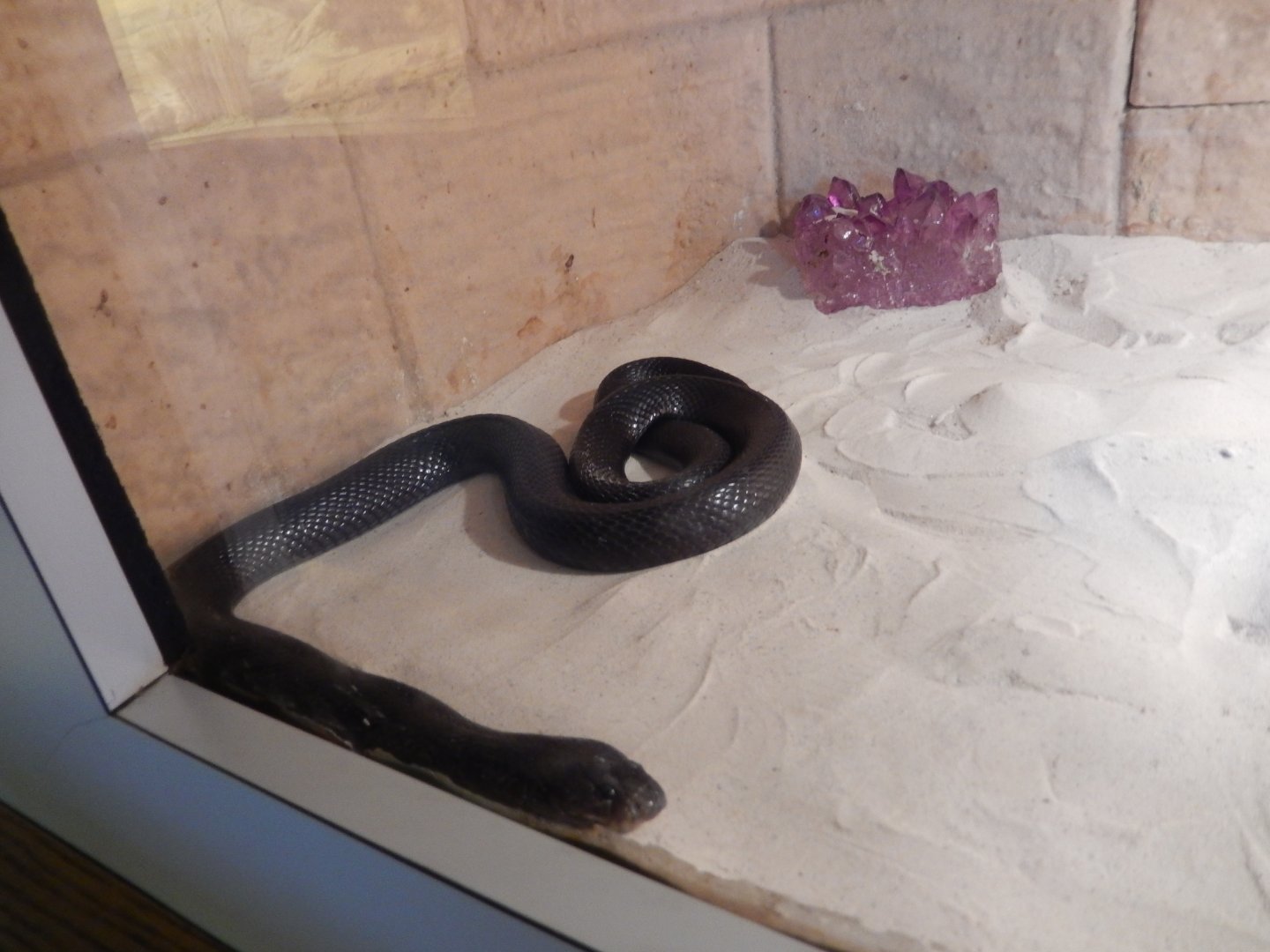 8/4/2017 - Sinai Desert Cobra