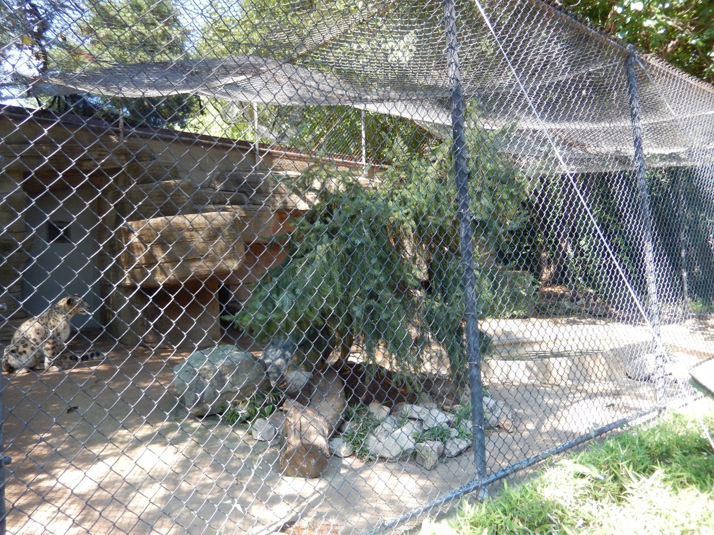 8/4/2017 - Snow Leopard Cage