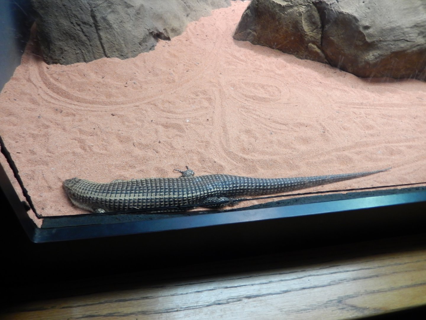 8/4/2017 - Species Help?