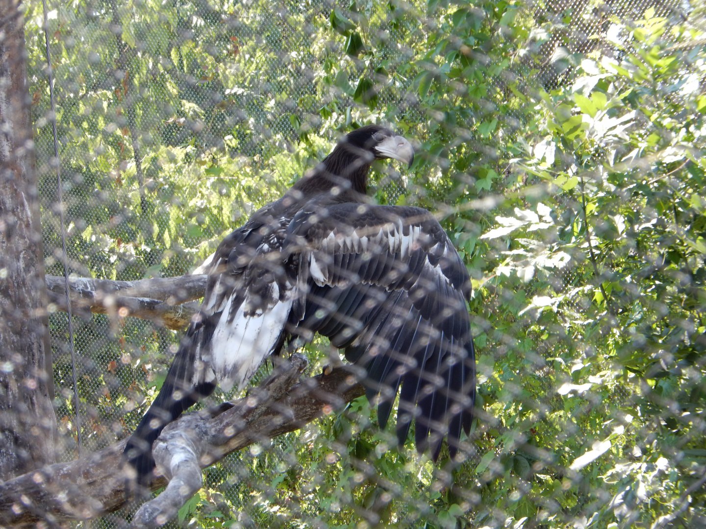 8/4/2017 - Steller's Sea Eagle