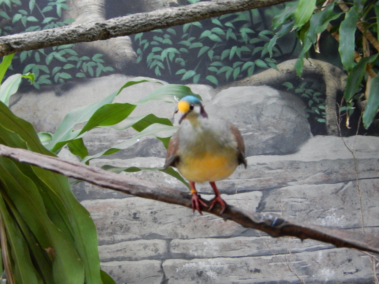 8/4/2017 - Sulawesi Ground Dove