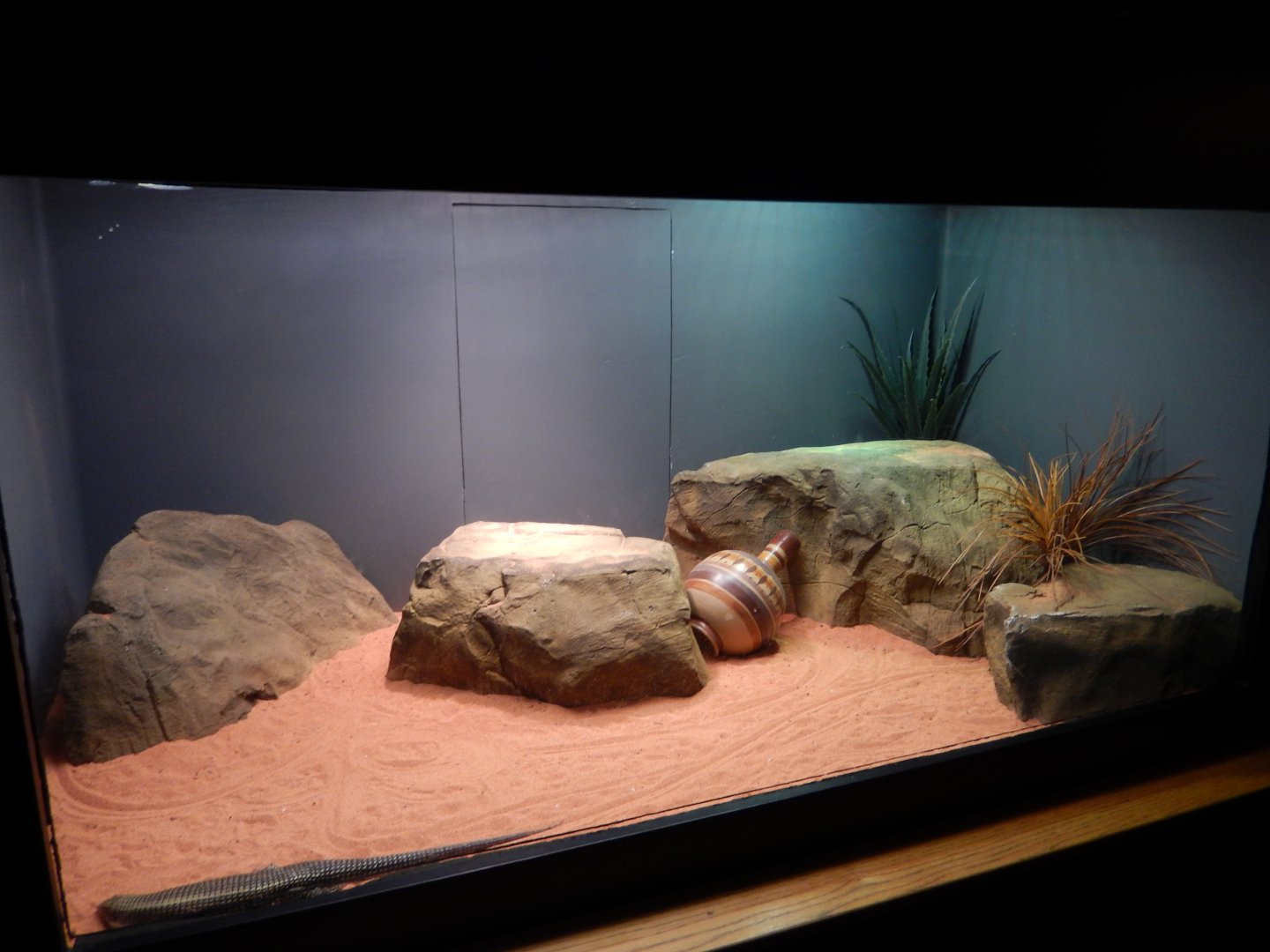 8/4/2017 - Terrarium