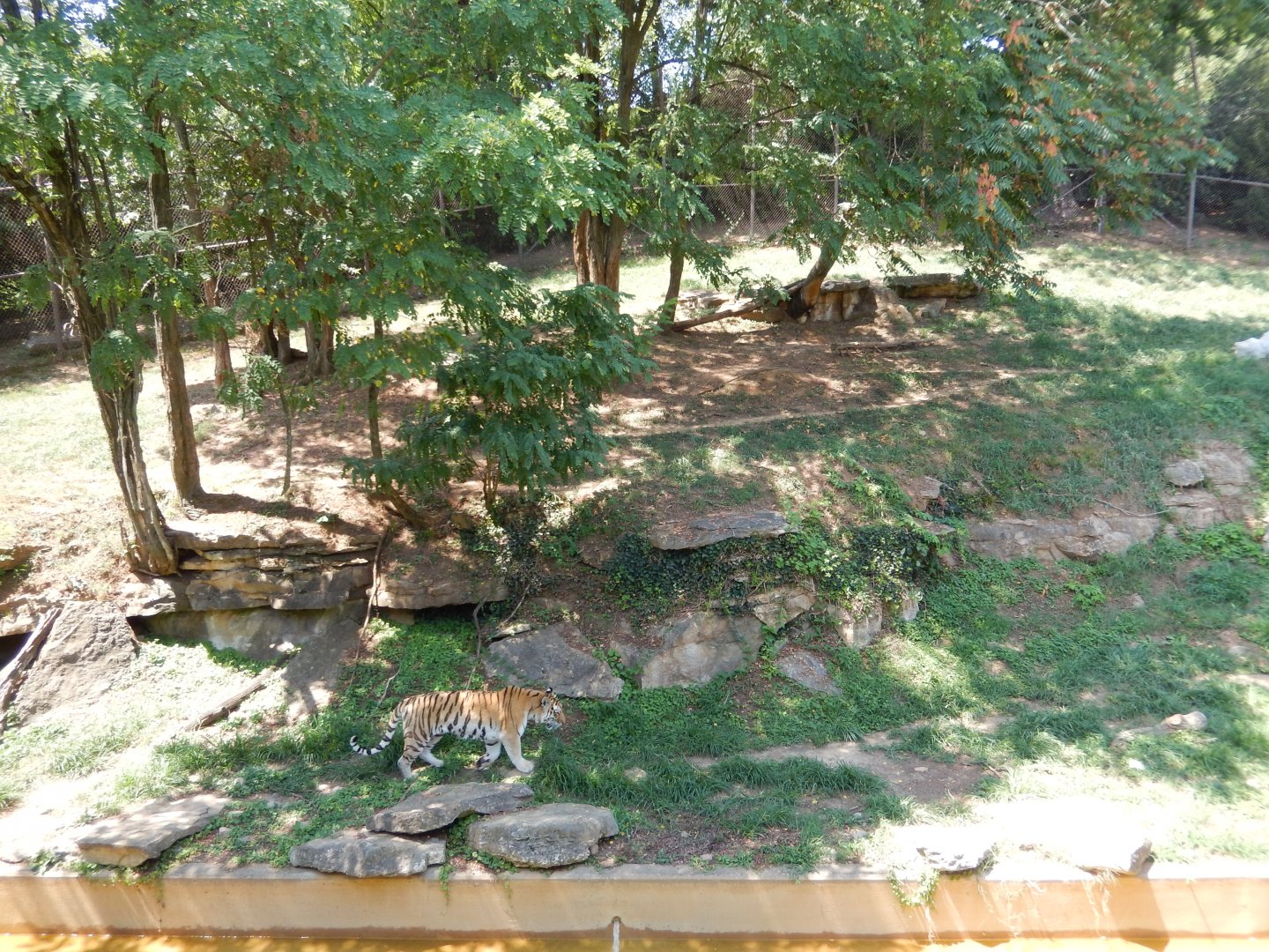 8/4/2017 - Tiger Tundra