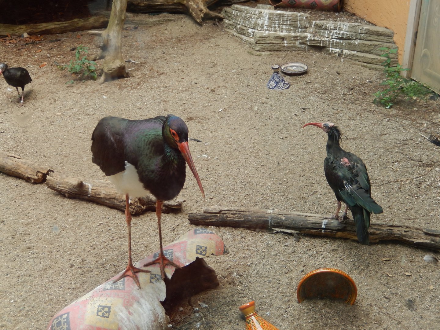 8/4/2017 - Waldrapp Ibis and European Black Stork