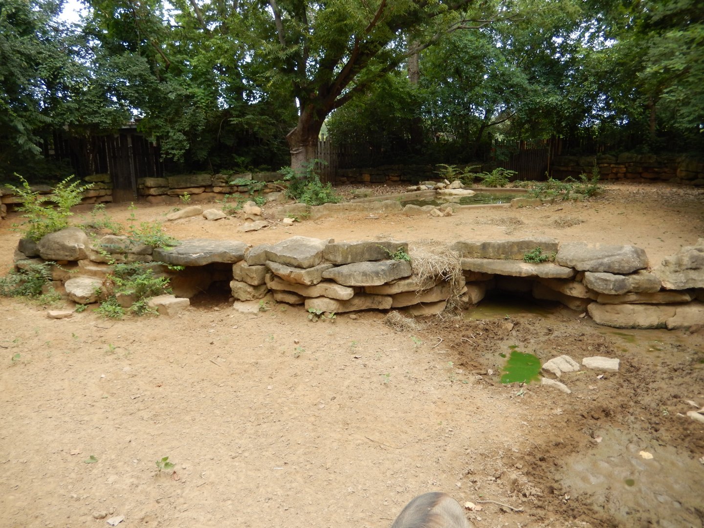 8/4/2017 - Warthog Habitat