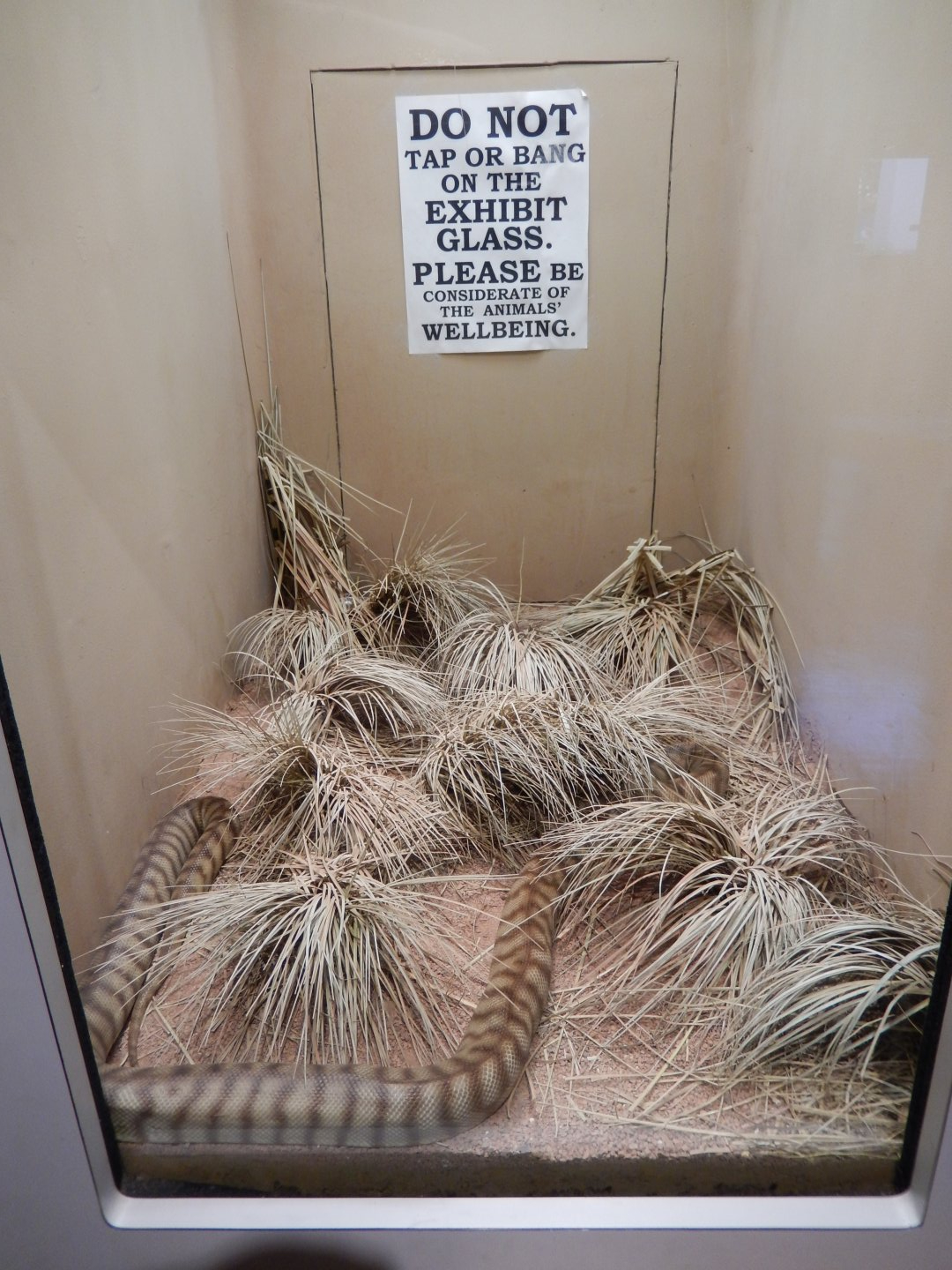 8/4/2017 - Woma Terrarium