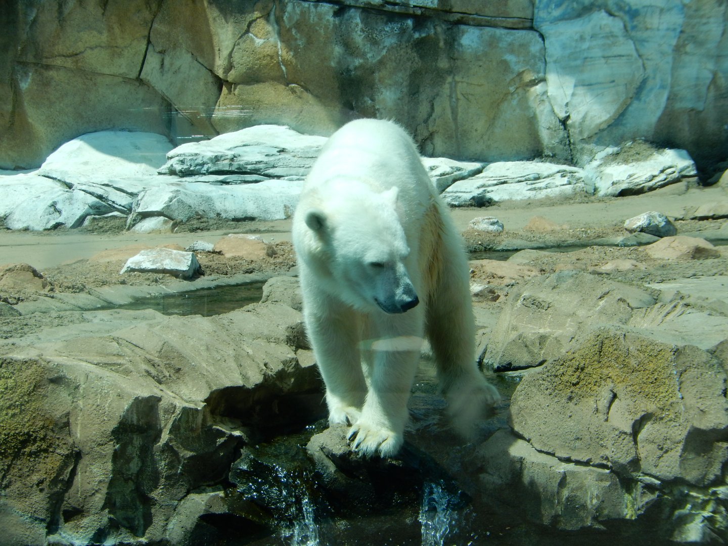 8/4/2017 - Wonder What They Put in the Pool For Me Today?
