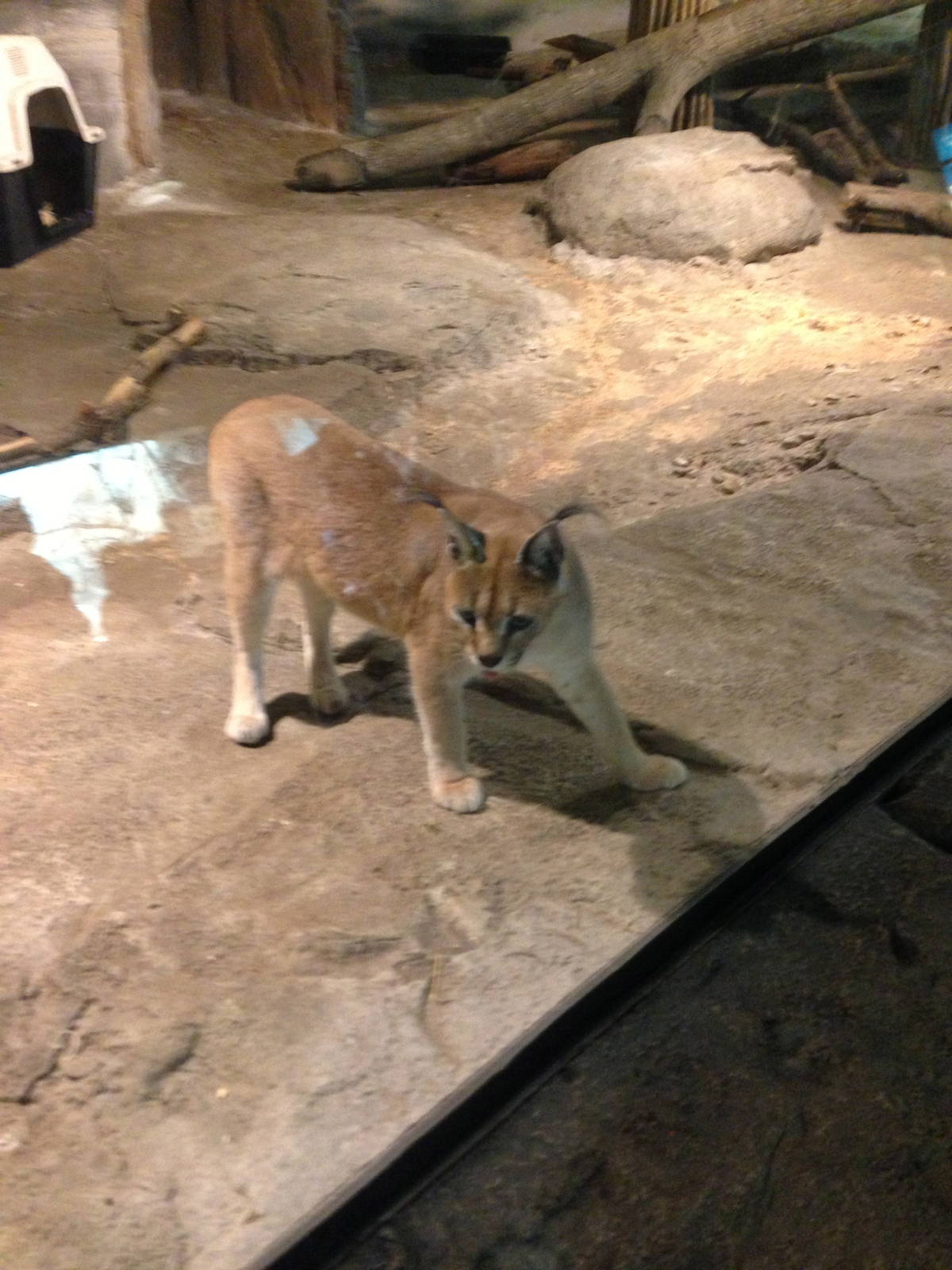 8/5/2014 - Caracal