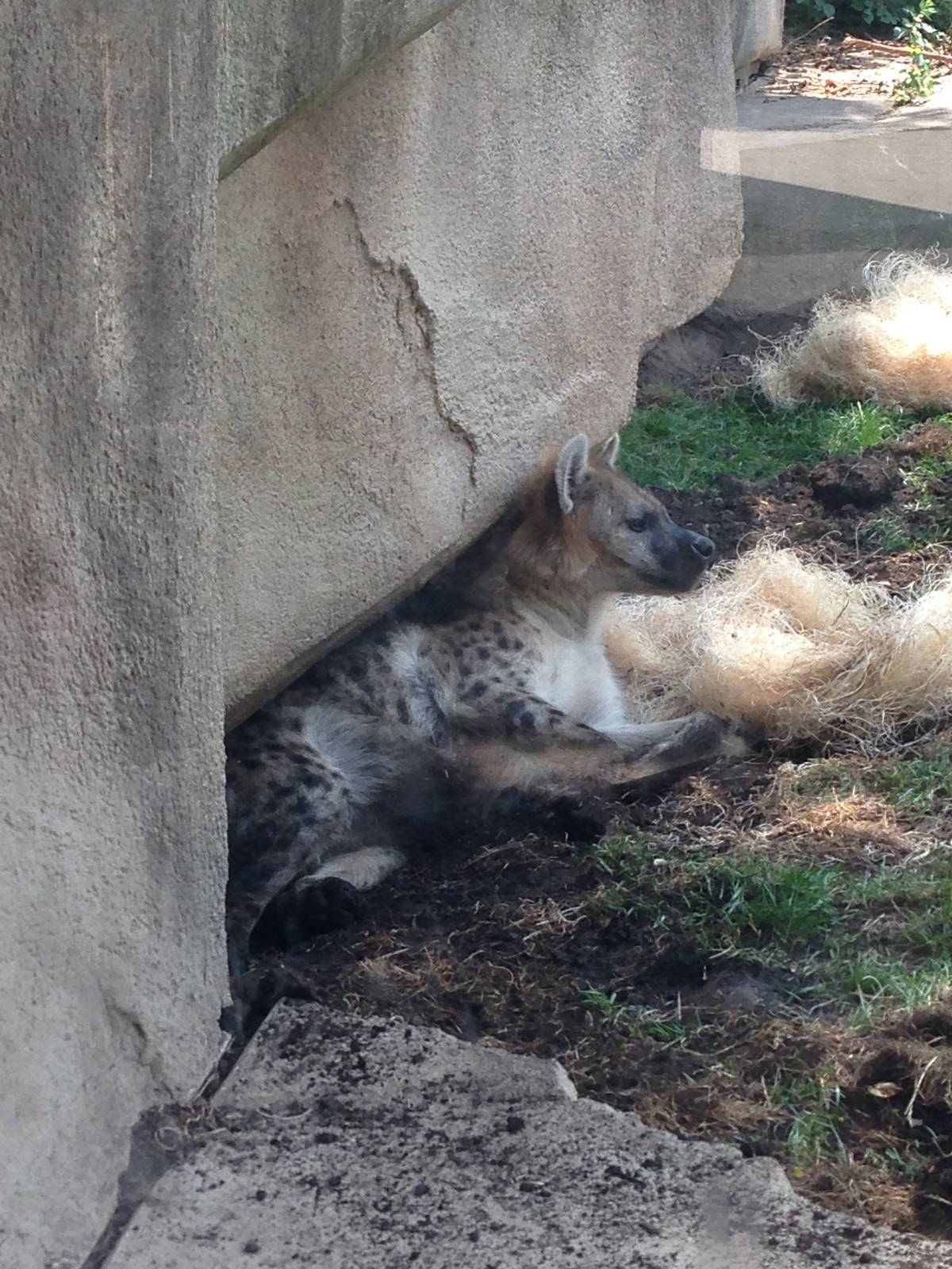 8/5/2014 - Female Spotted Hyena (Nyota)