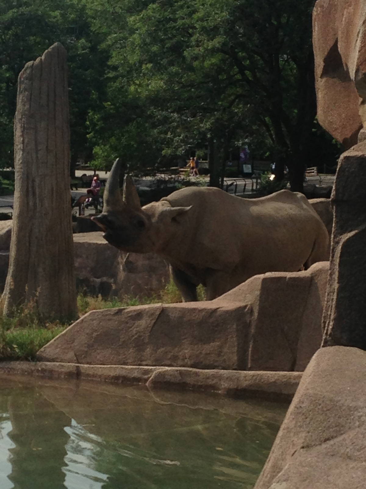 8/6/2014 - Male Black Rhinoceros
