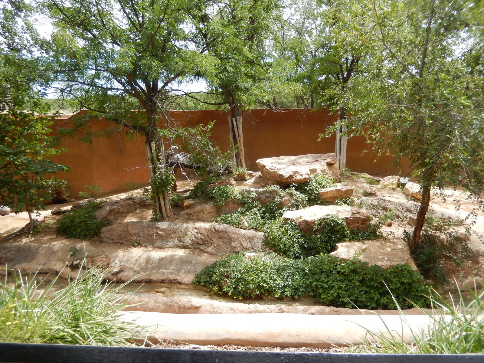 8/6/2015 - African Lion Grotto