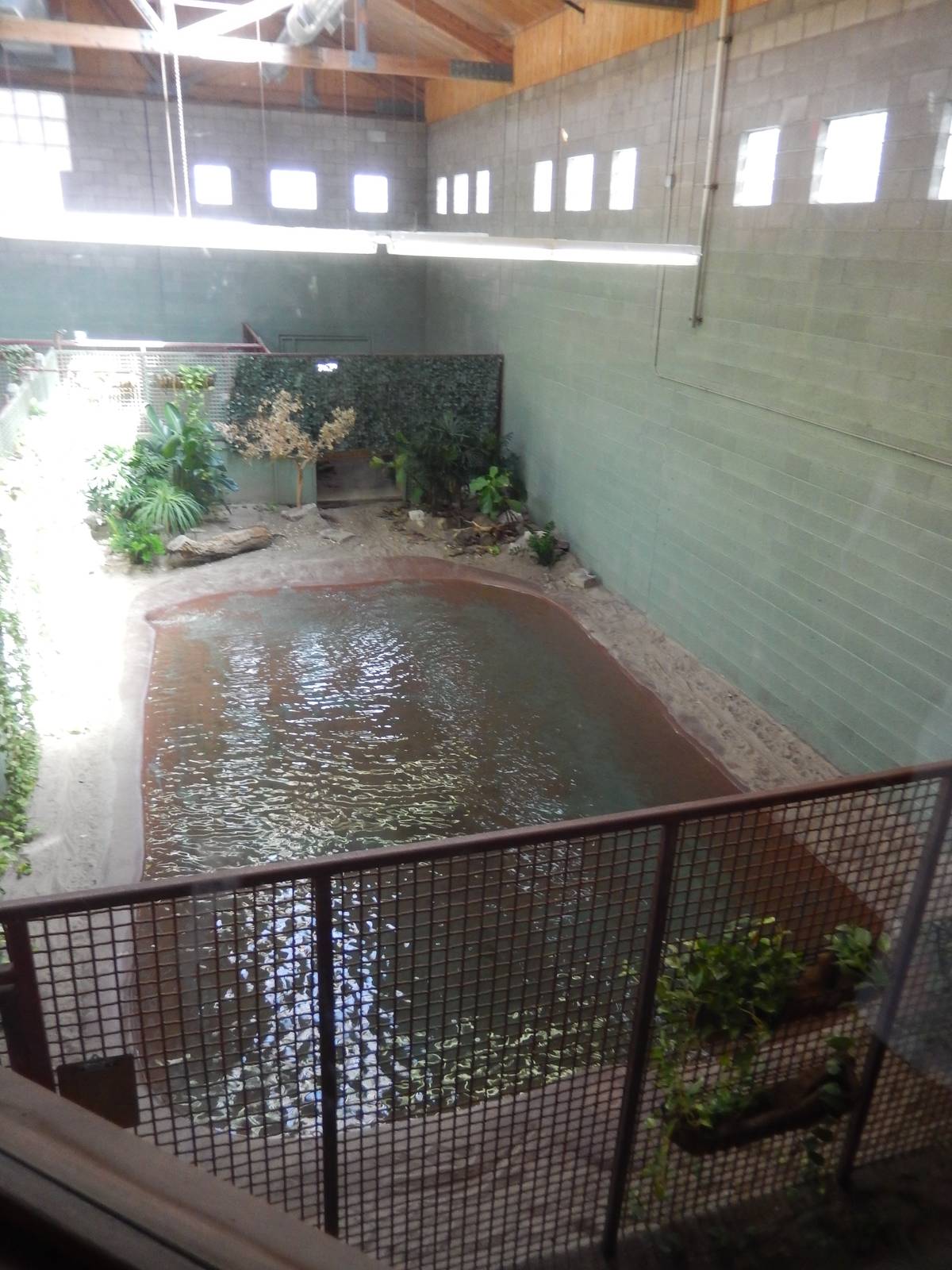 8/6/2015 - African Slender-Snouted Crocodile Exhibit