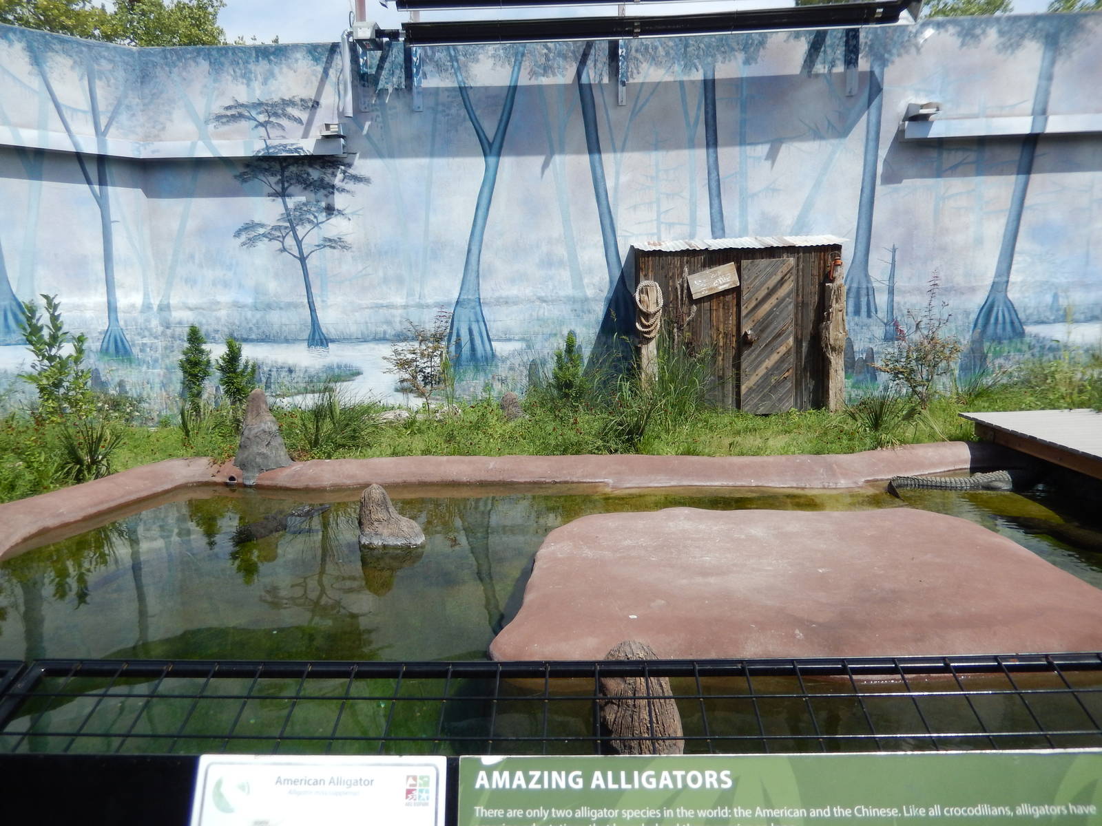 8/6/2015 - American Alligator Exhibit