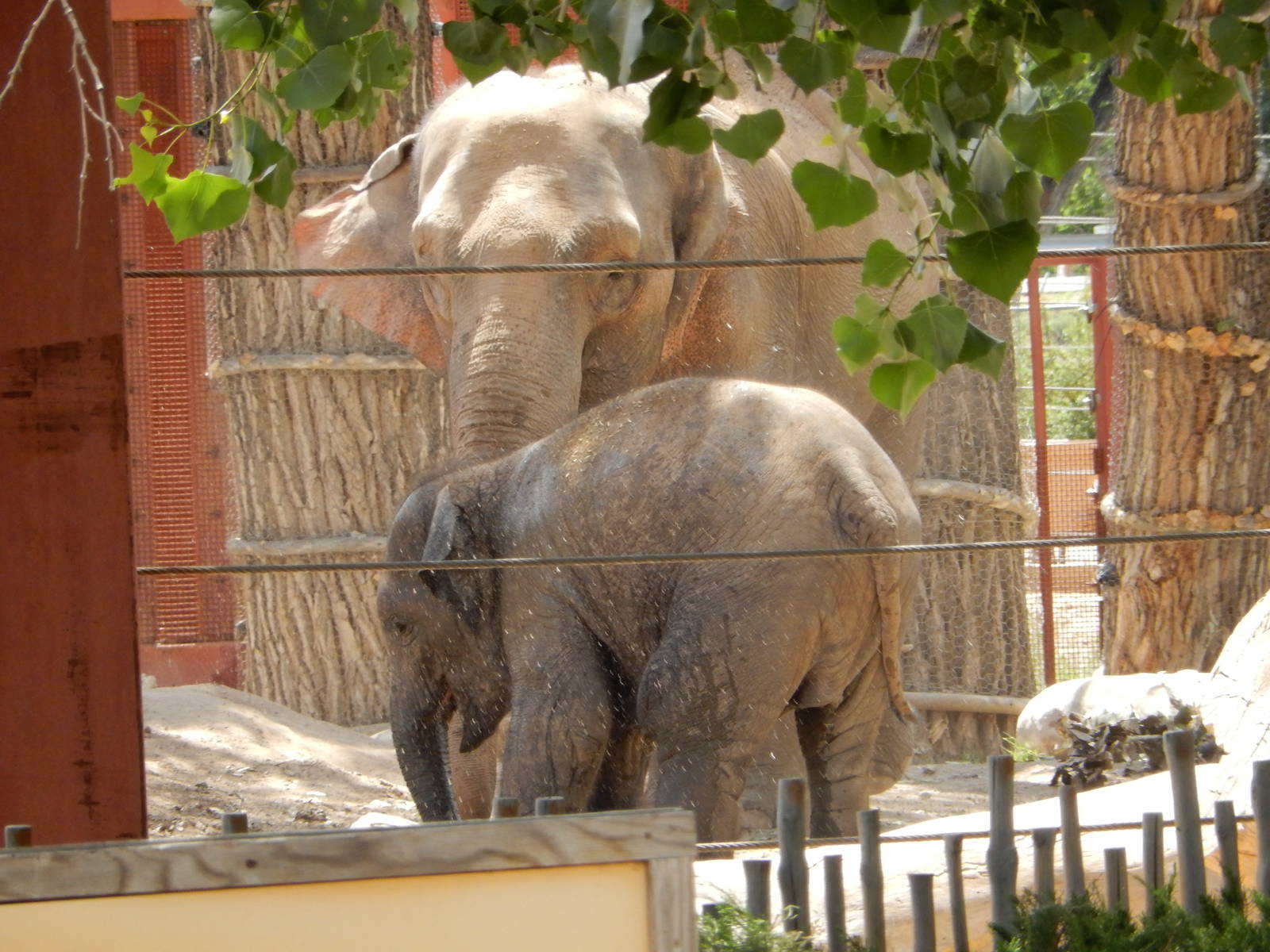 8/6/2015 - Asian Elephant Cow and Calf