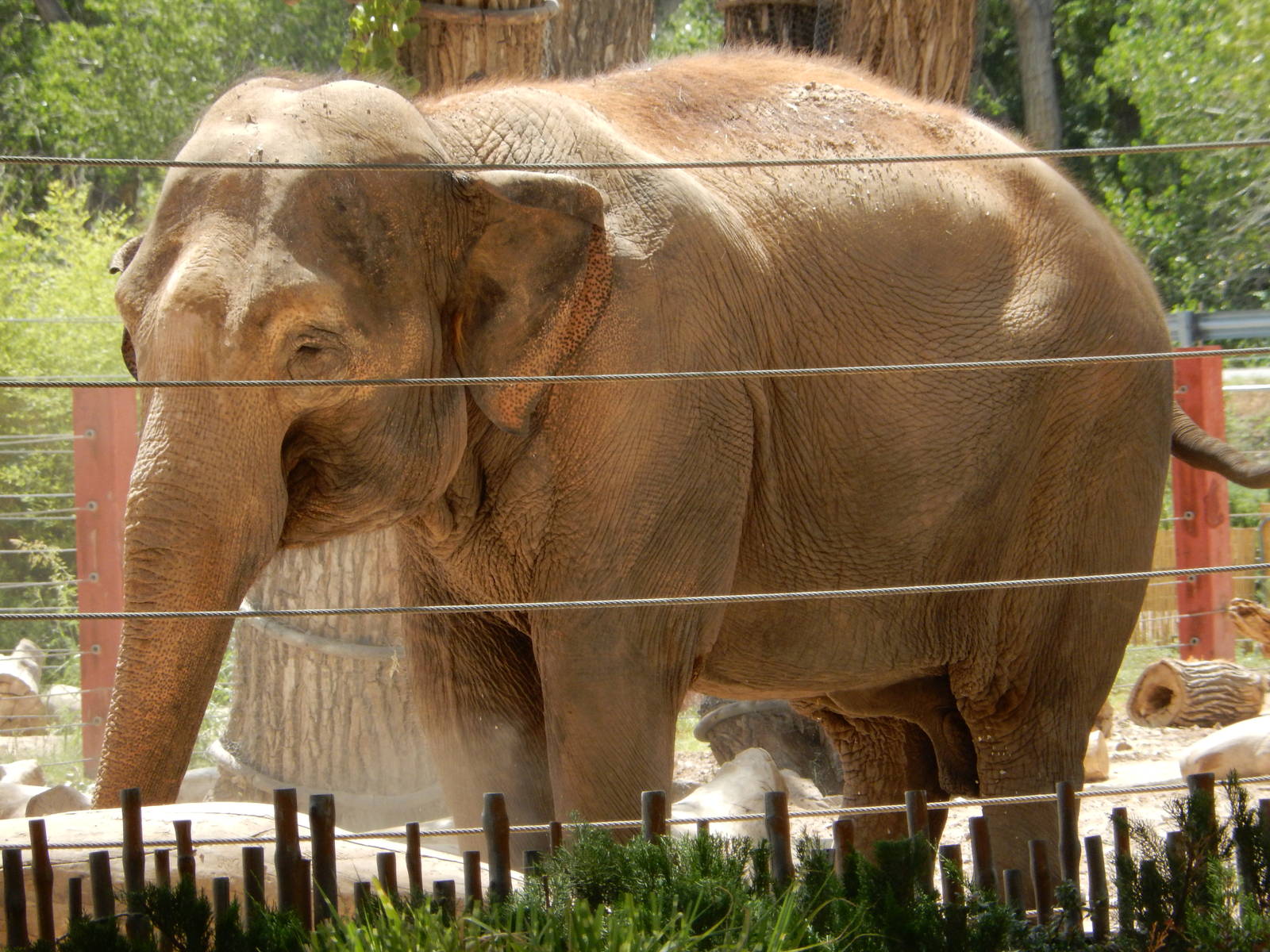 8/6/2015 - Asian Elephant