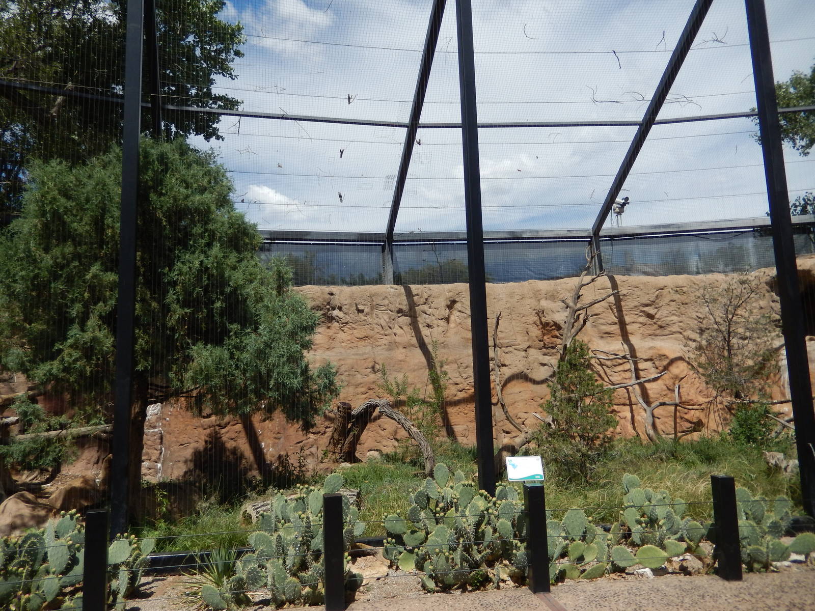 8/6/2015 - Bald Eagle Aviary