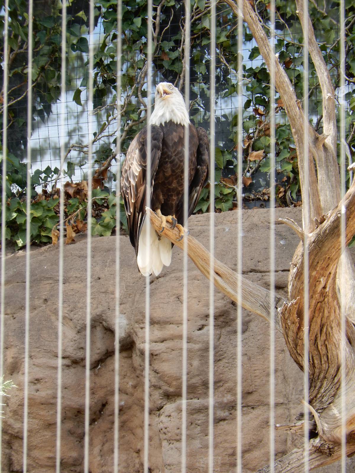 8/6/2015 - Bald Eagle