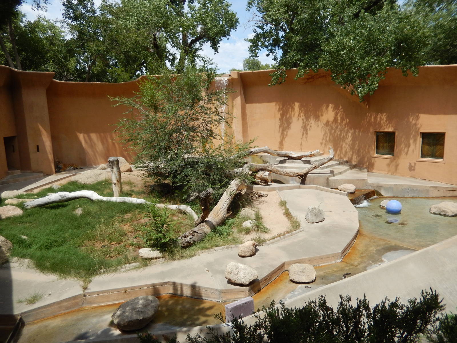 8/6/2015 - Bengal Tiger Grotto