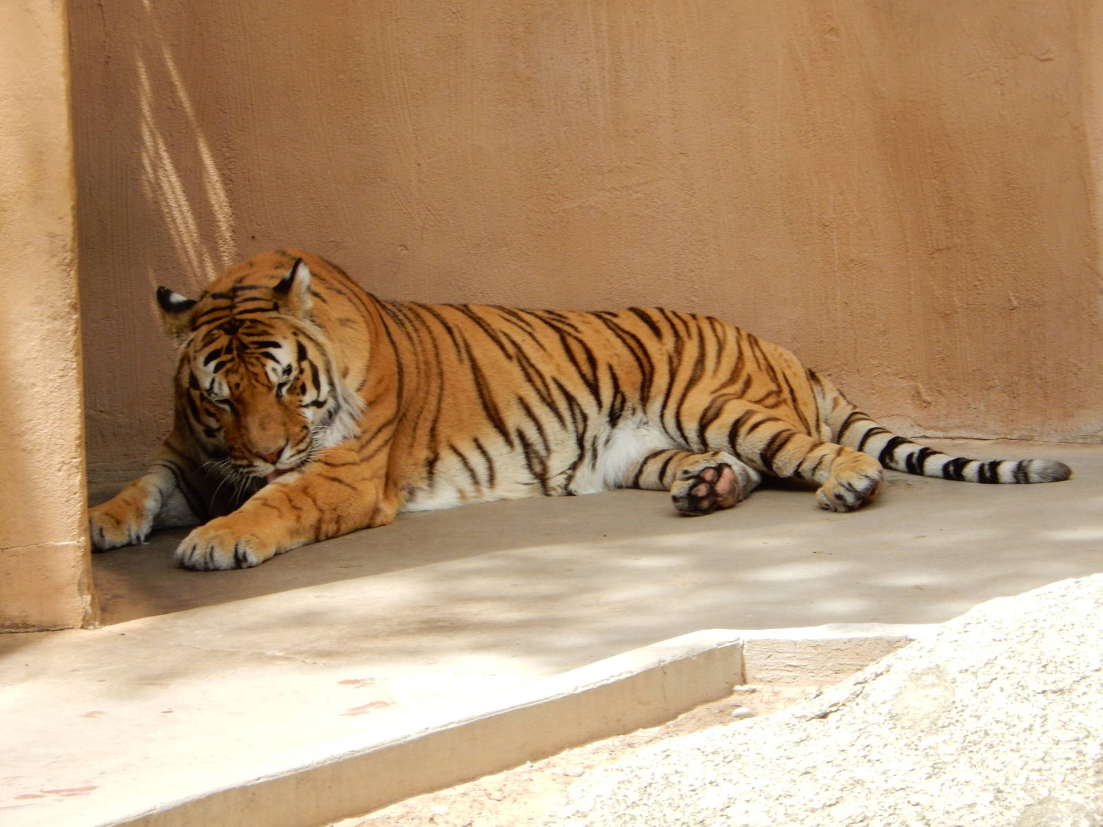 8/6/2015 - Bengal Tiger